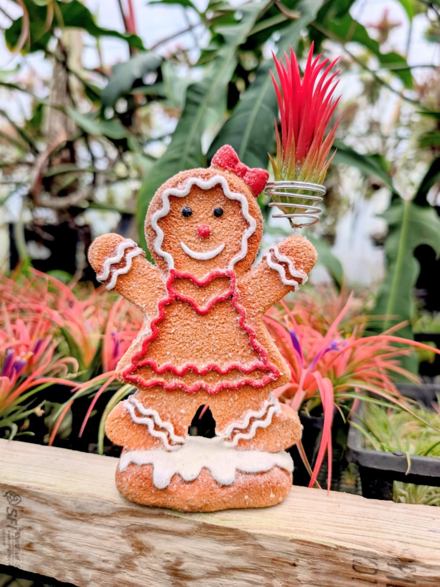 Christmas Gift - Gingerbread Girl with Fuego Air Plant