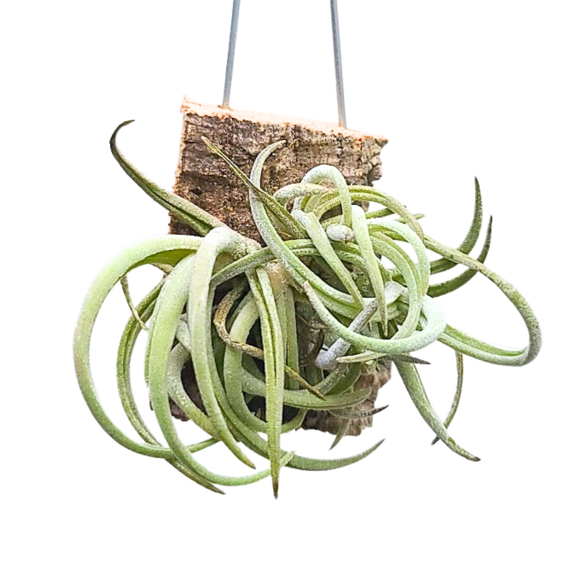 Hanging Glabior Air Plant Clump on Cork Bark Hanger