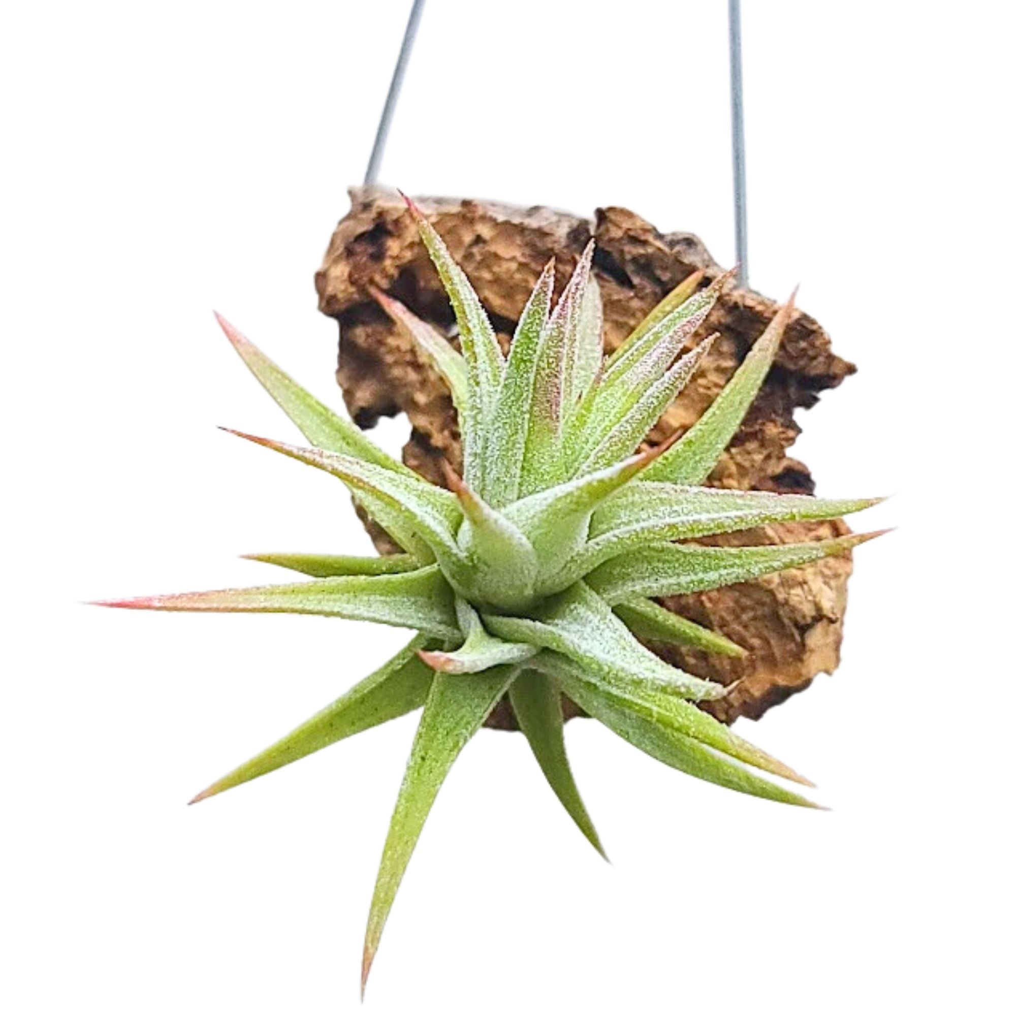 Hanging Ionantha Vanhyningii Air Plant on Cork Bark Hanger