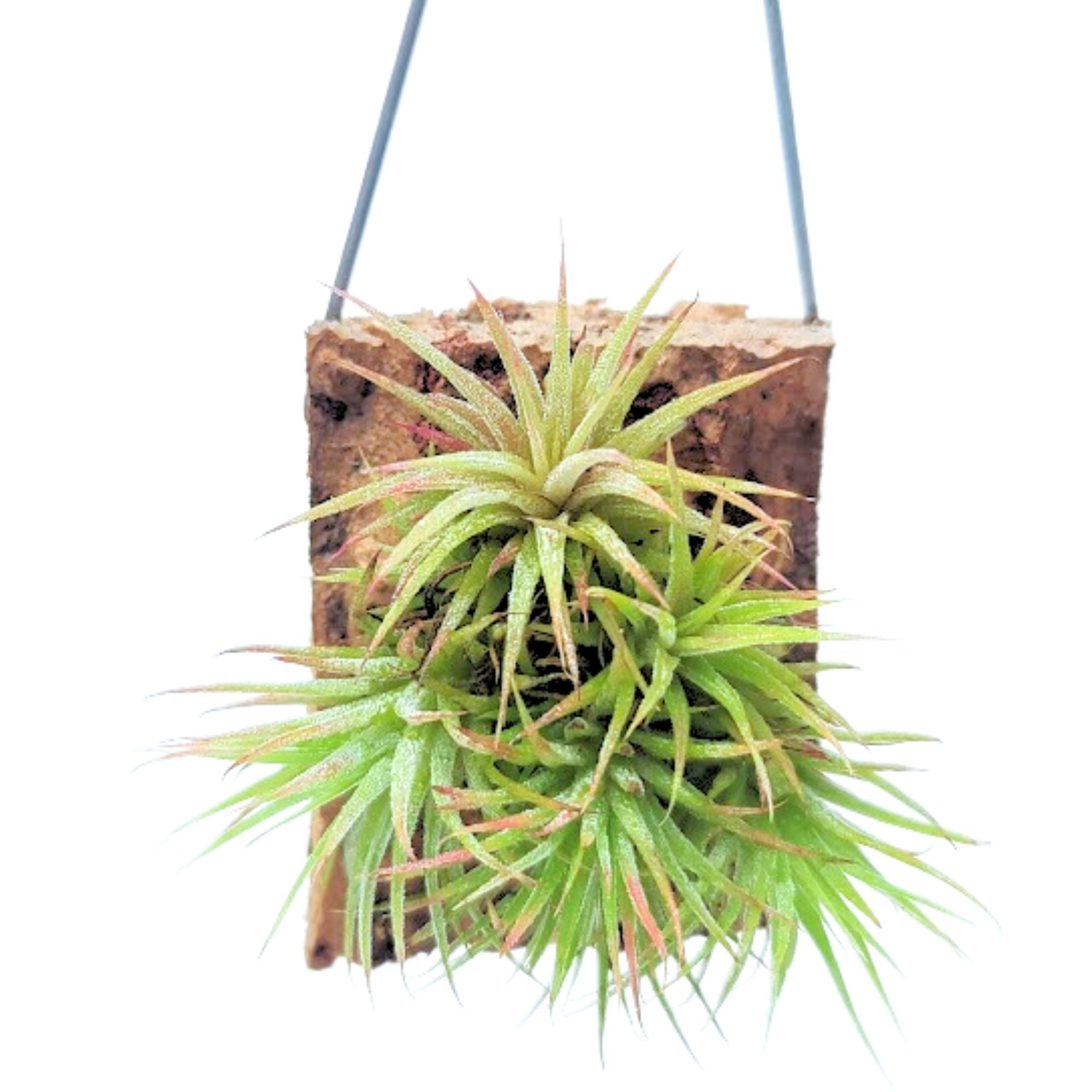 Hanging Hamimula Air Plant Clump on Cork Bark Hanger