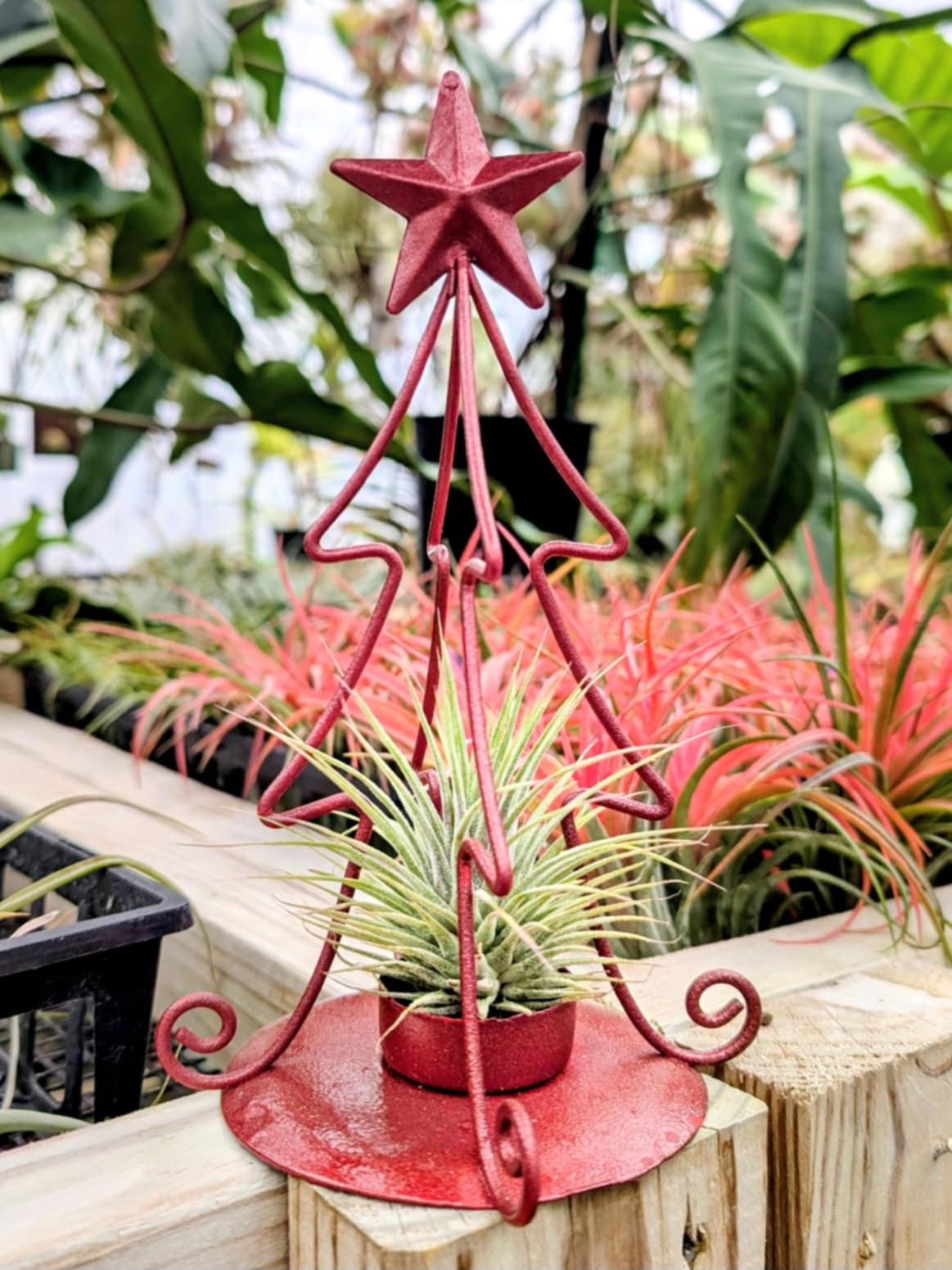 Christmas Gift - Red Metal Xmas Tree Stand with Large Ionantha Air Plant