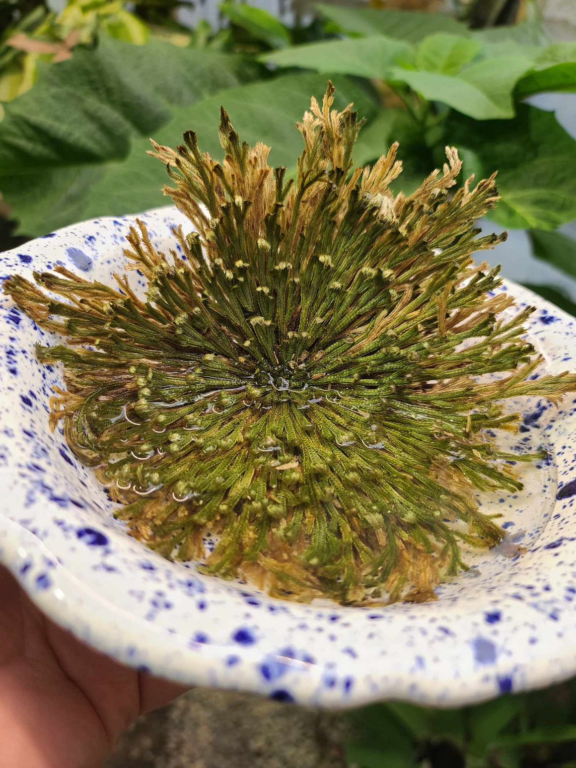 Resurrection Fern / Rose of Jericho
