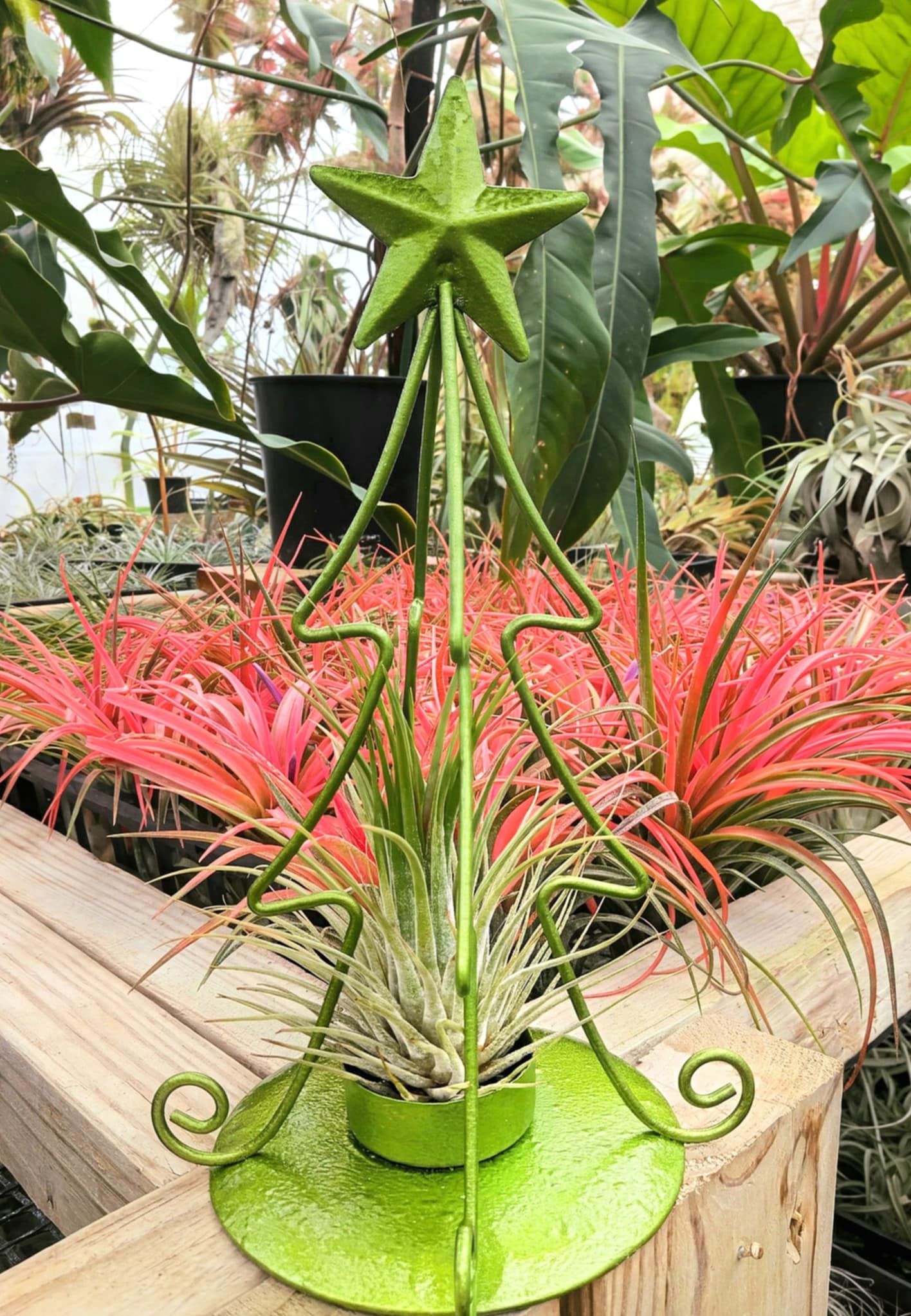 Christmas Gift - Green Metal Xmas Tree Stand with Large Ionantha Air Plant