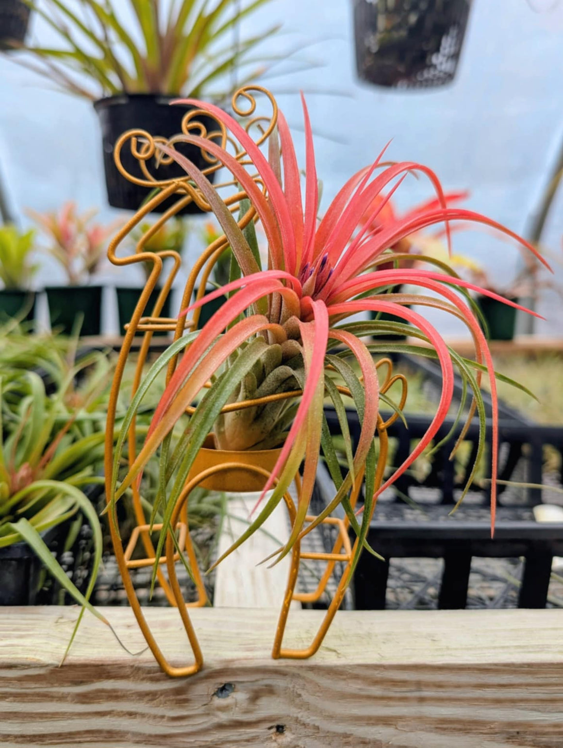 Christmas Gift - Gold Metal Reindeer Stand with Victoriana Air Plant