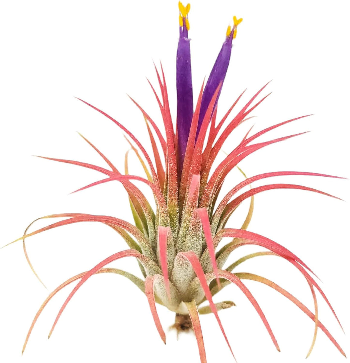 Ionantha Rubra Air Plant (Medium)
