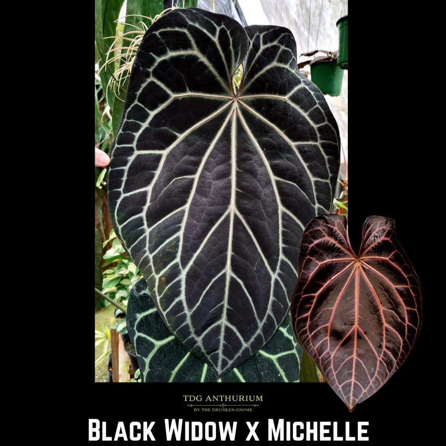 (Black Widow x Michelle) x Open