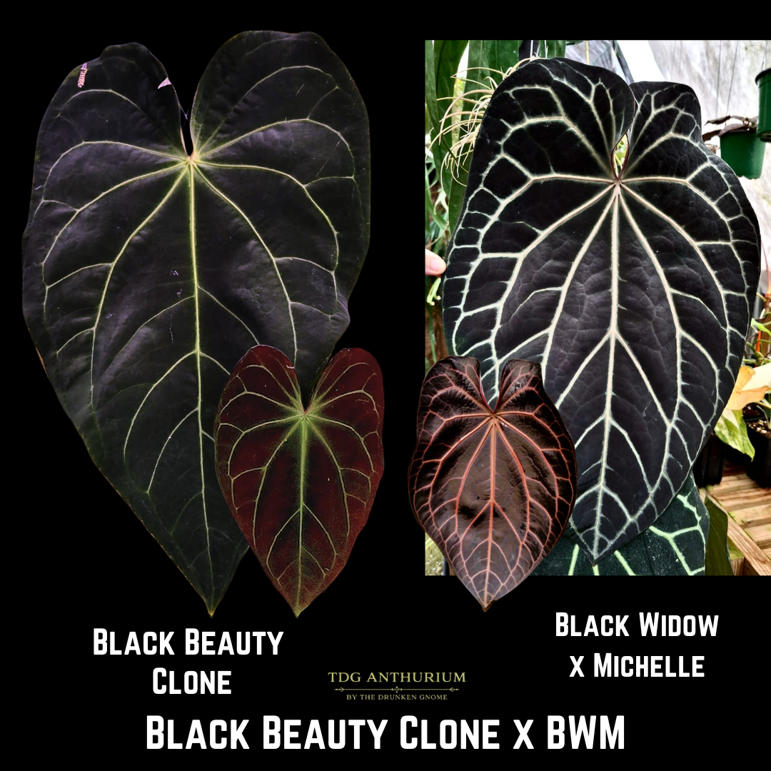 Black Beauty x (Black Widow x Michelle)