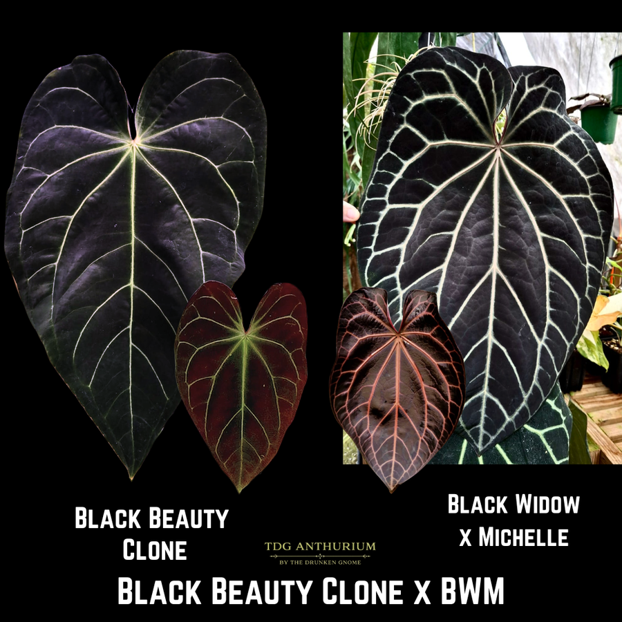 Black Beauty x (Black Widow x Michelle)