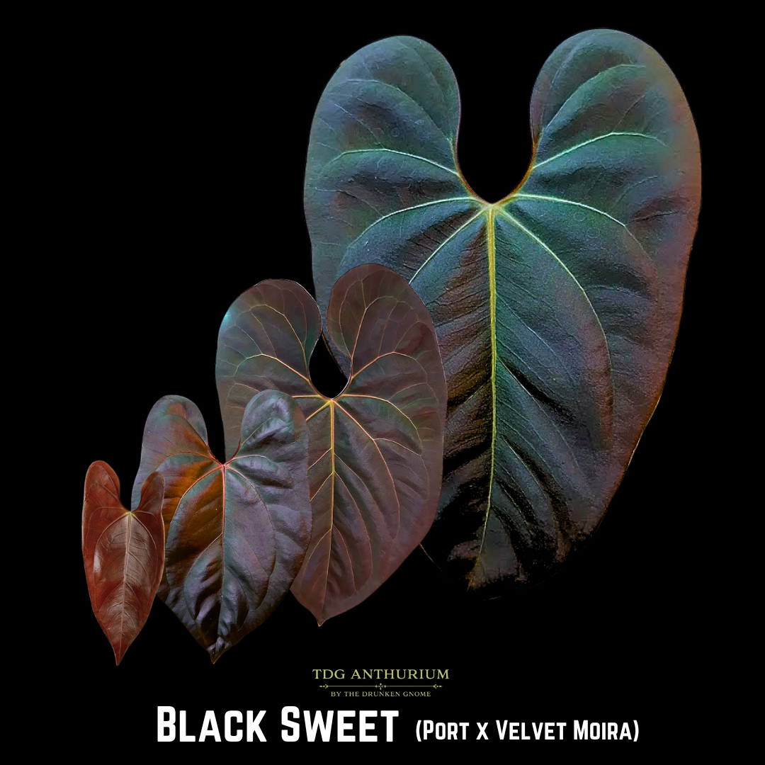 Black Sweet x Open