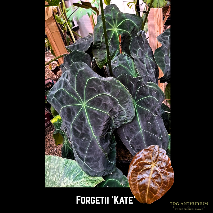 Forgetii Kate x Open