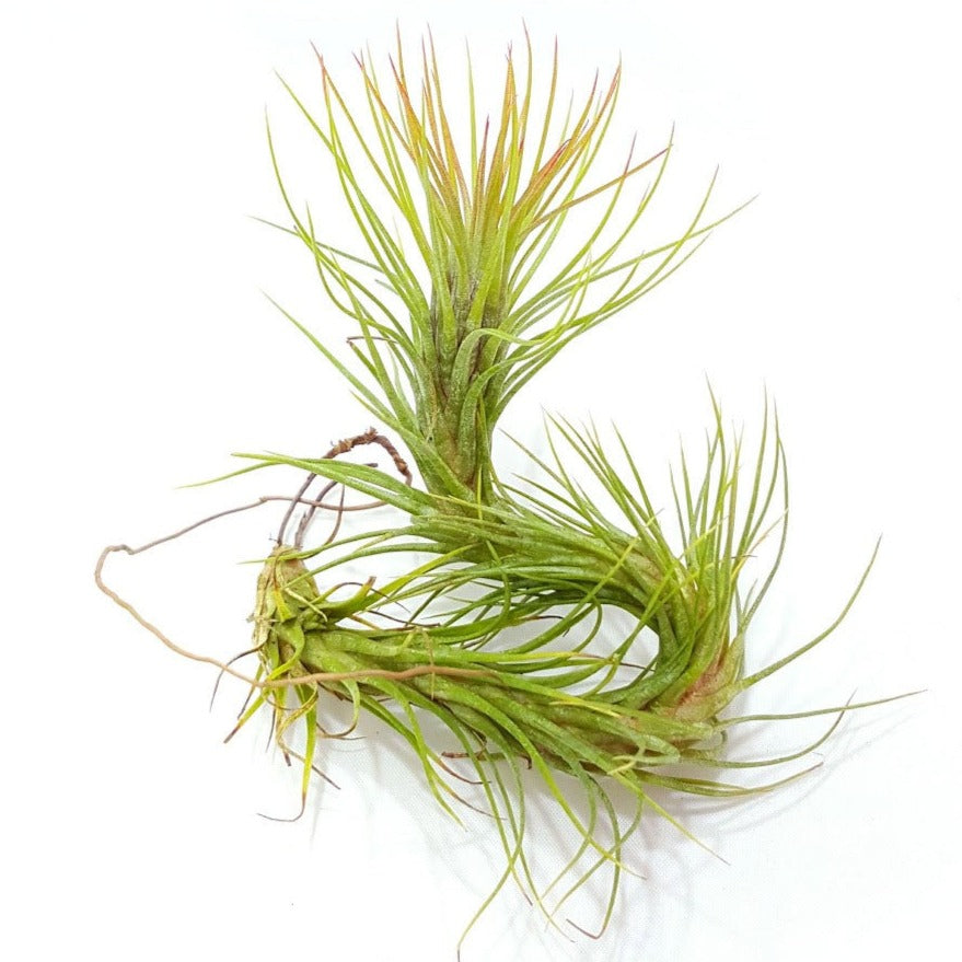 Funckiana Air Plant