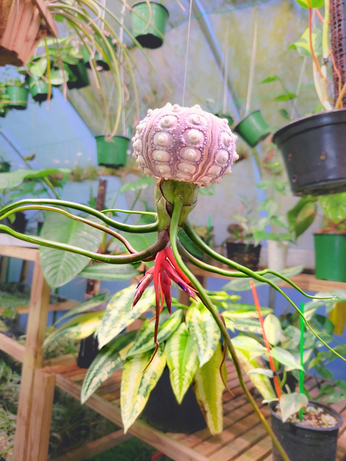 Bulbosa Belize Hanging Urch Jelly