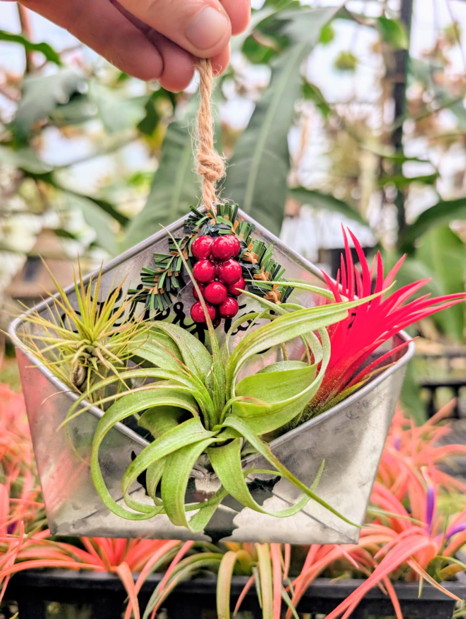 Christmas Gift - Letter to Santa Ornament with 3 Air Plants