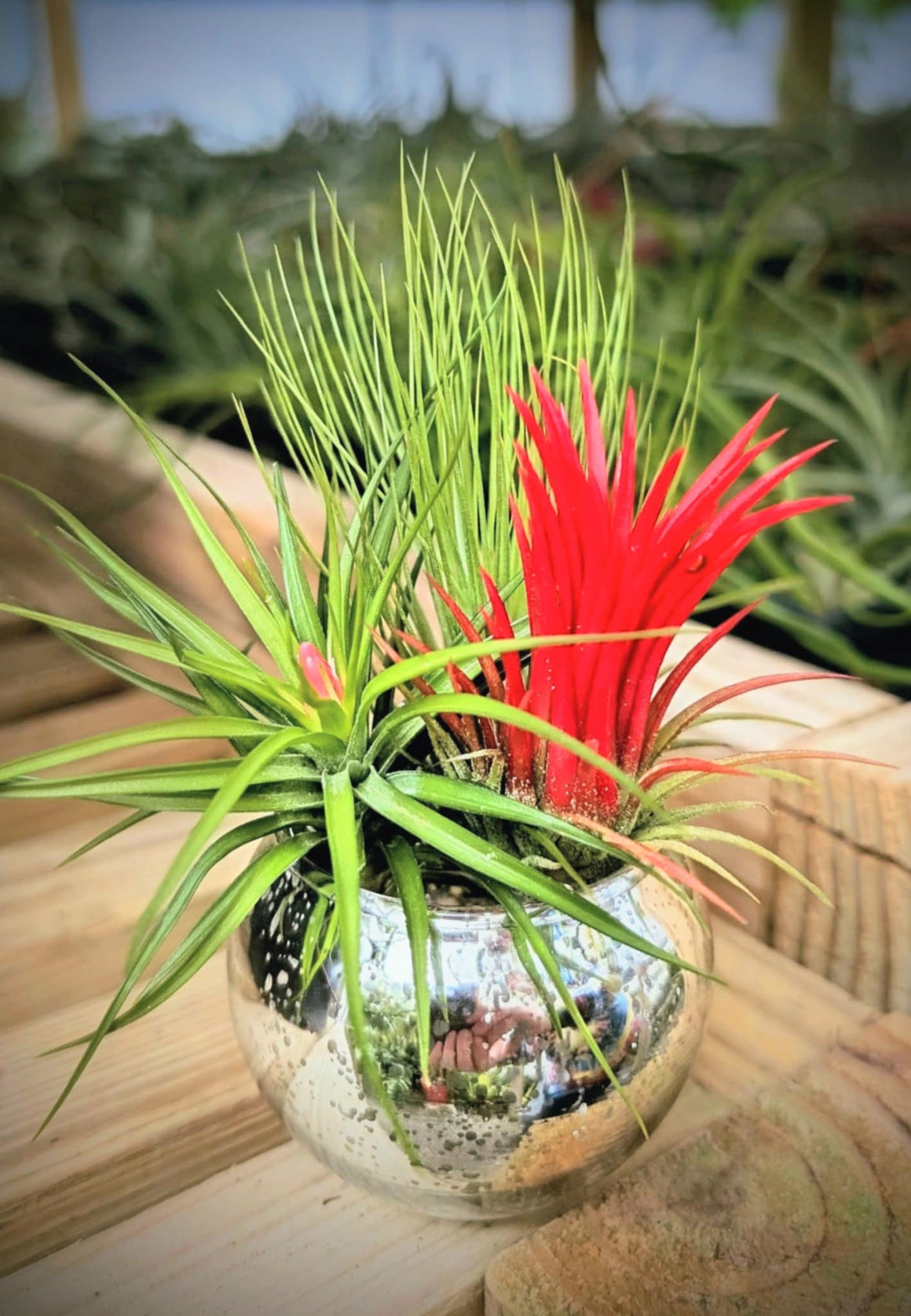 Christmas Gift - Silver Glass Ornament Mini Bouquet with 3 Air Plants