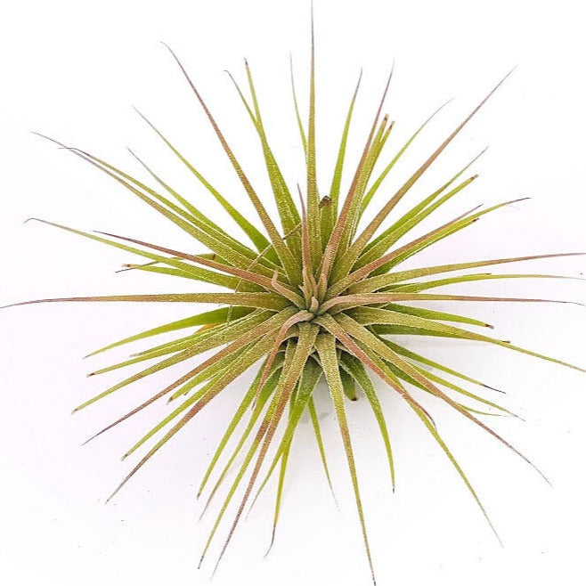 Ionantha Air Plant (Medium)