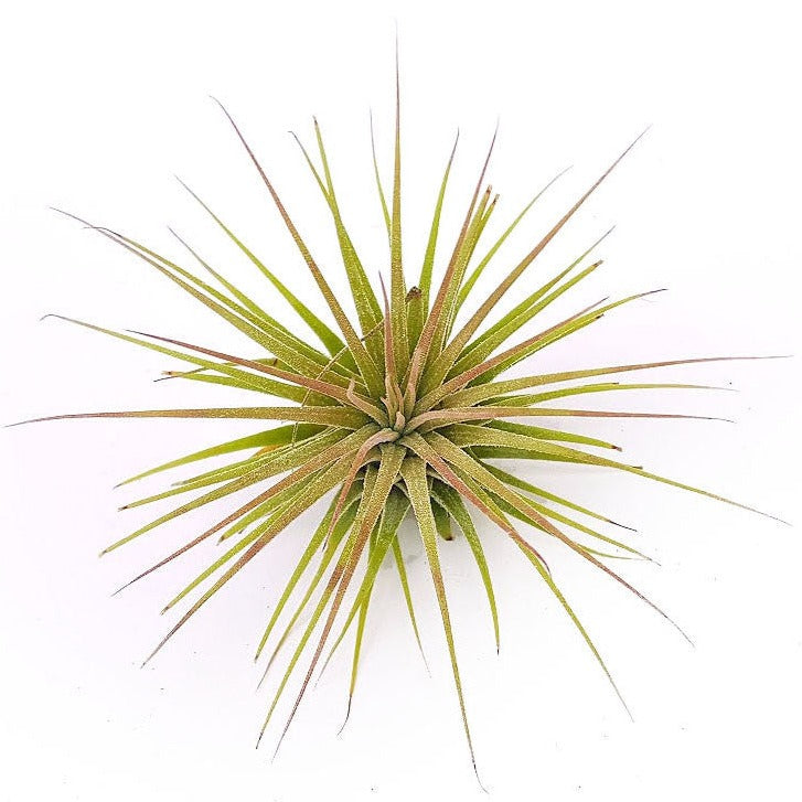 Ionantha Air Plant (Small)