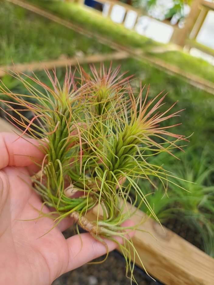 Sellers Choice - Funckiana