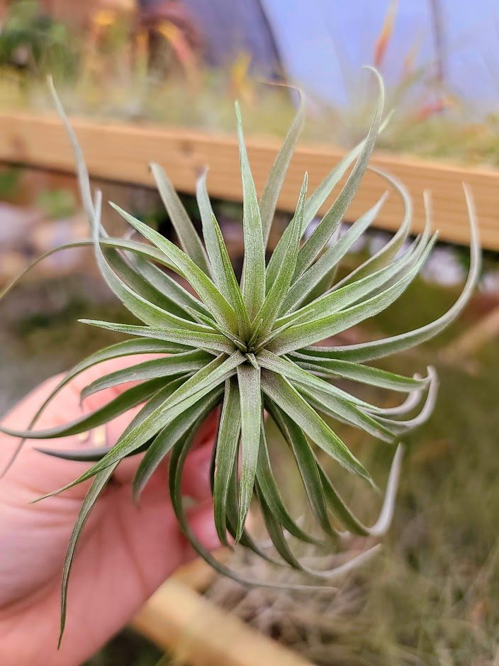 Sellers Choice - Aeranthos