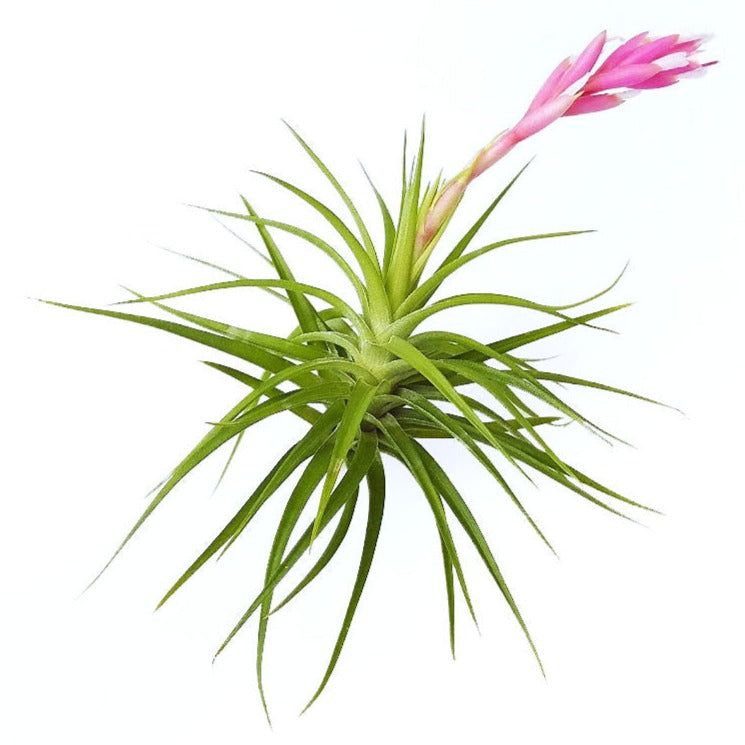 Tenufolia Emerald Forest Air Plant