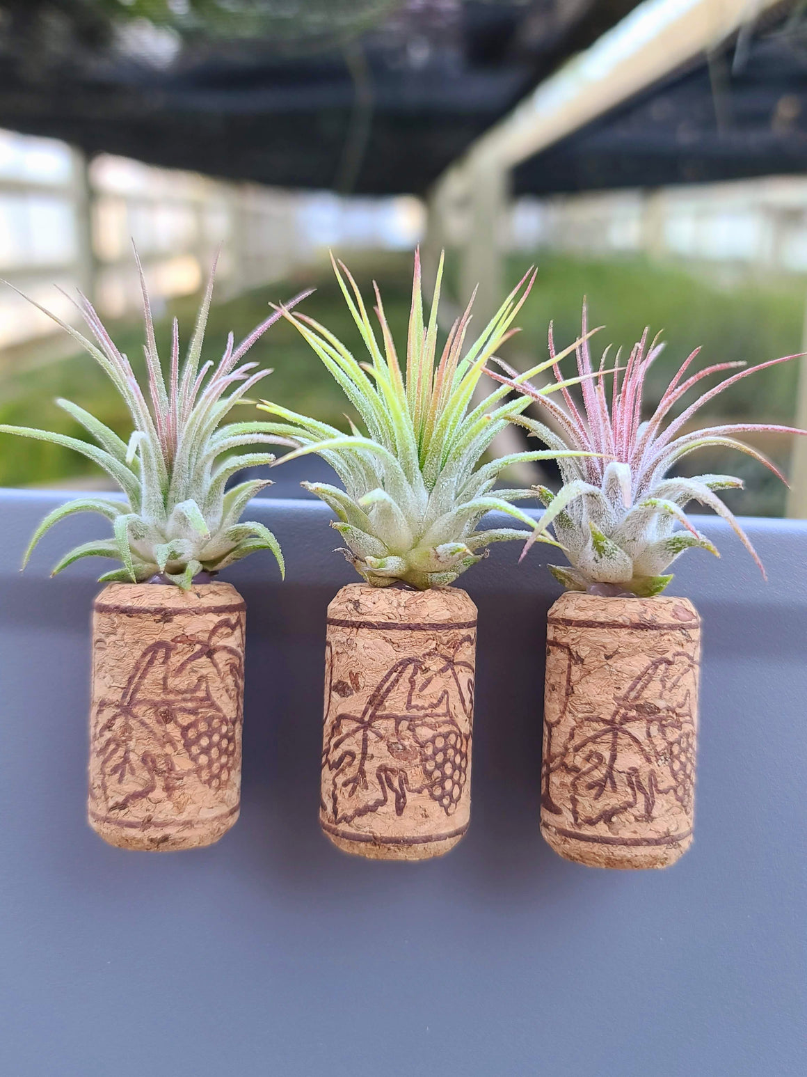 3 Magnetic Wine Corks + 3 Air Plants
