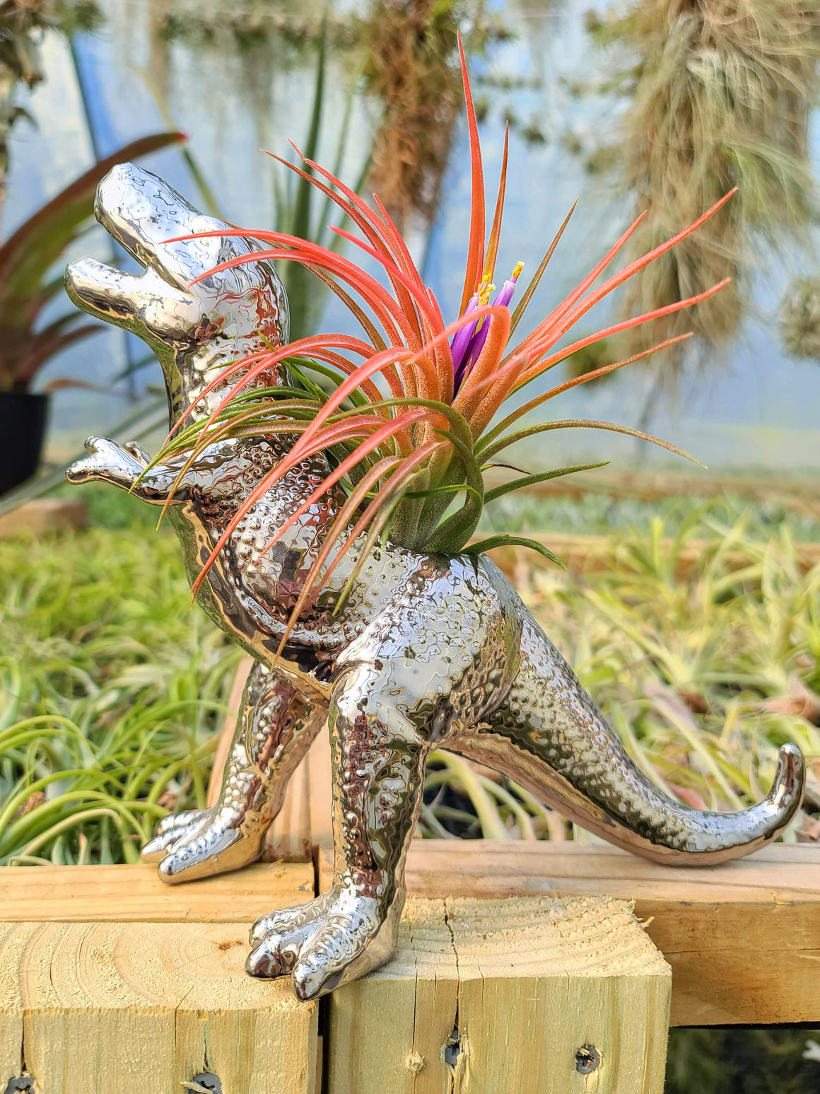 Ceramic T-Rex Holder Chrome with Victoriana Air Plant