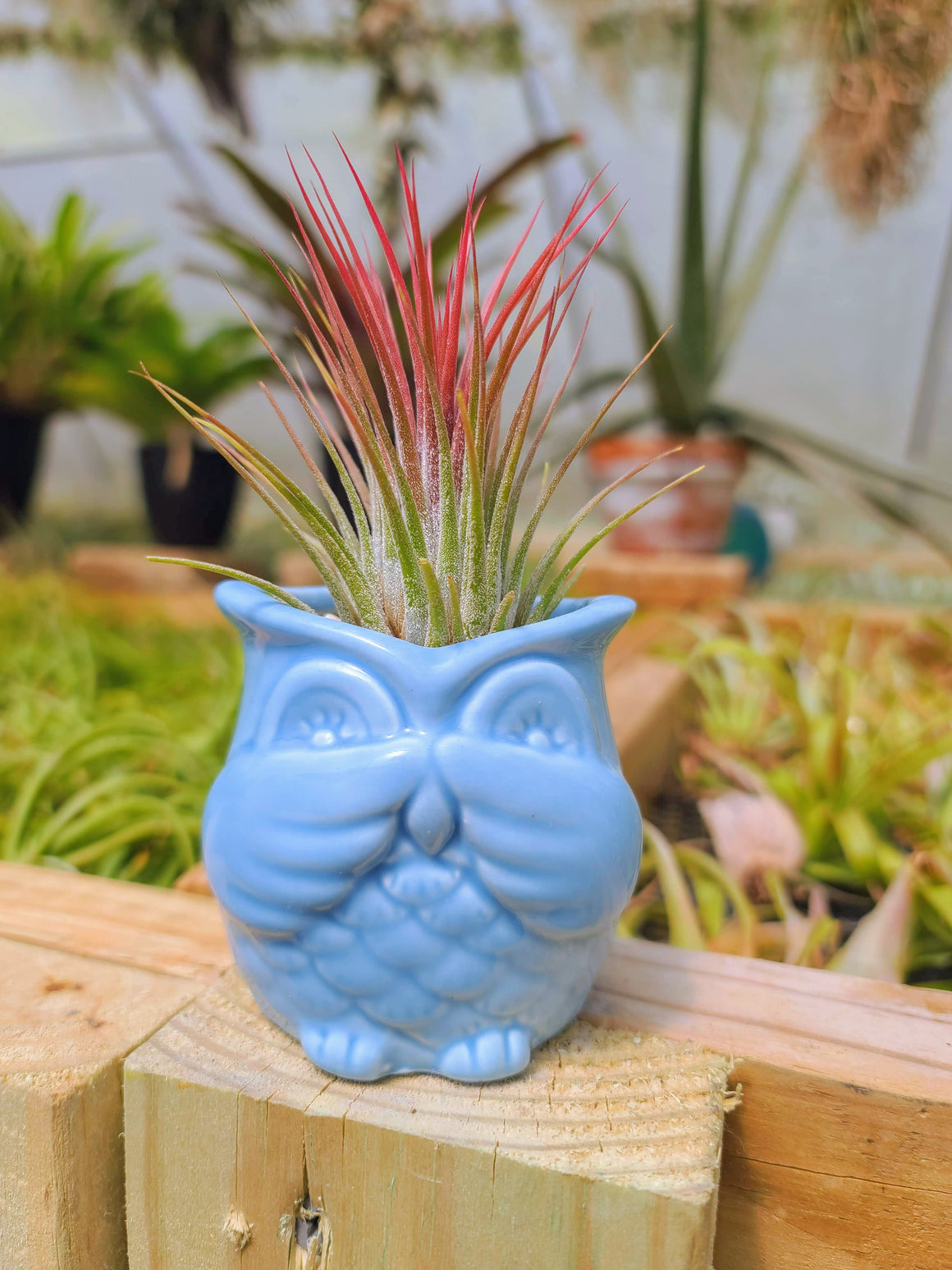 Blue Ceramic Owl + Ionantha Air Plant