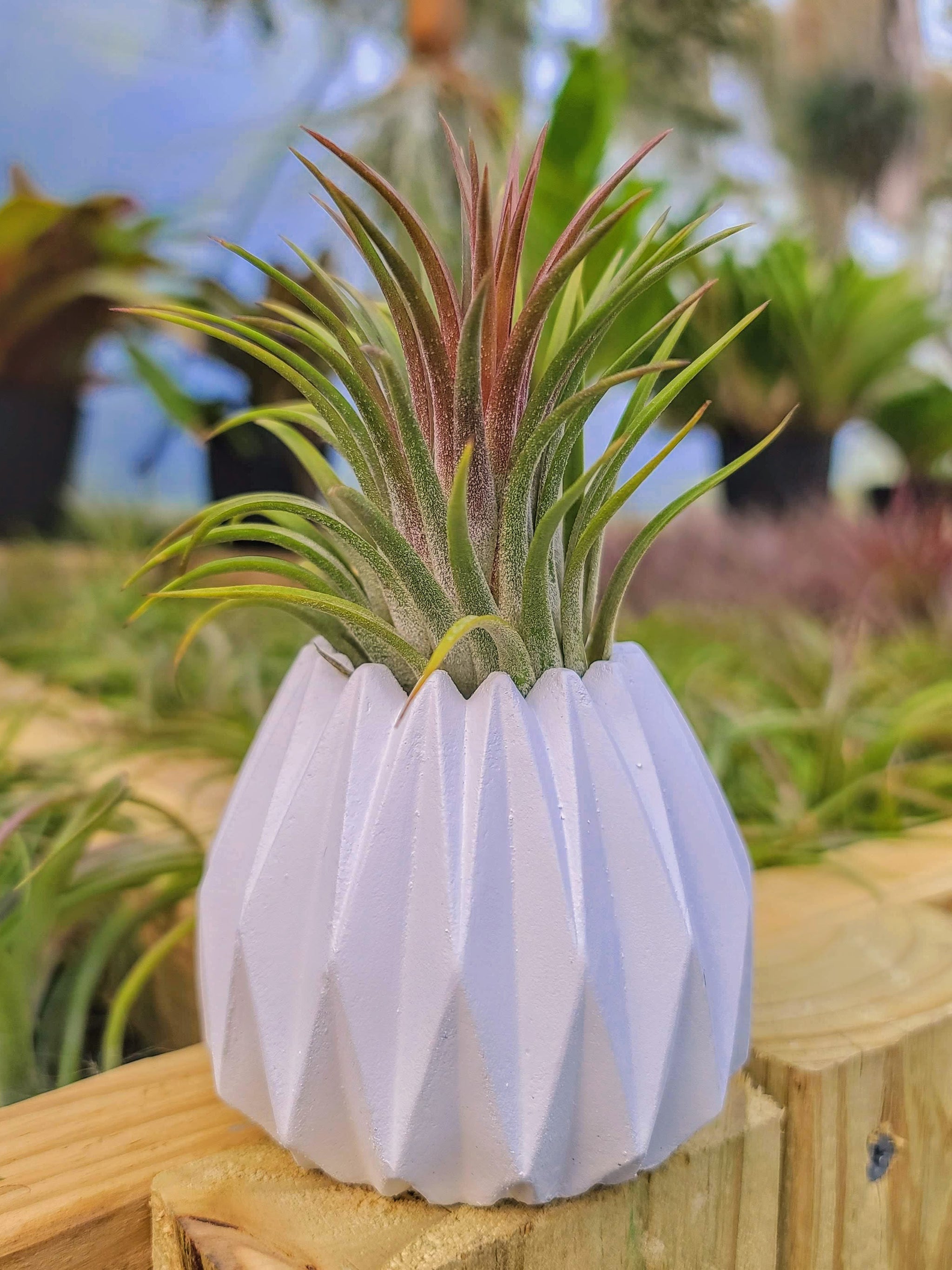 White Concrete Holder with Airplant