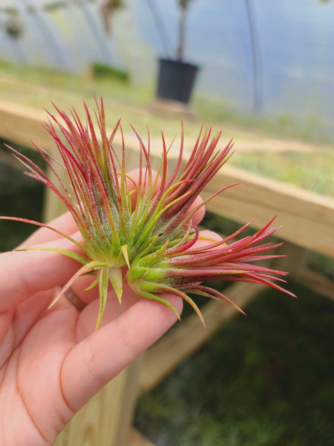 Sellers Choice - Fuego