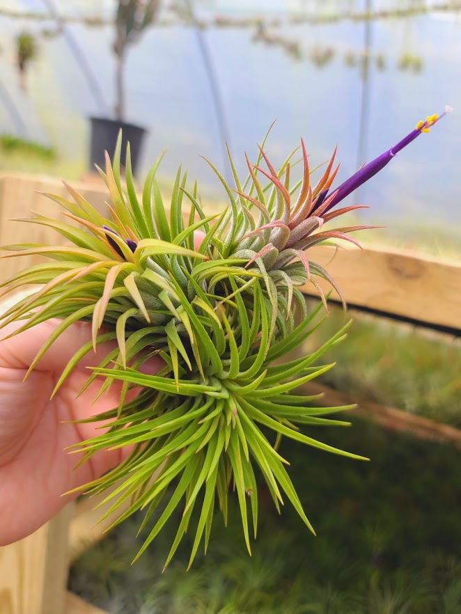 Sellers Choice - Assorted Large Rubra