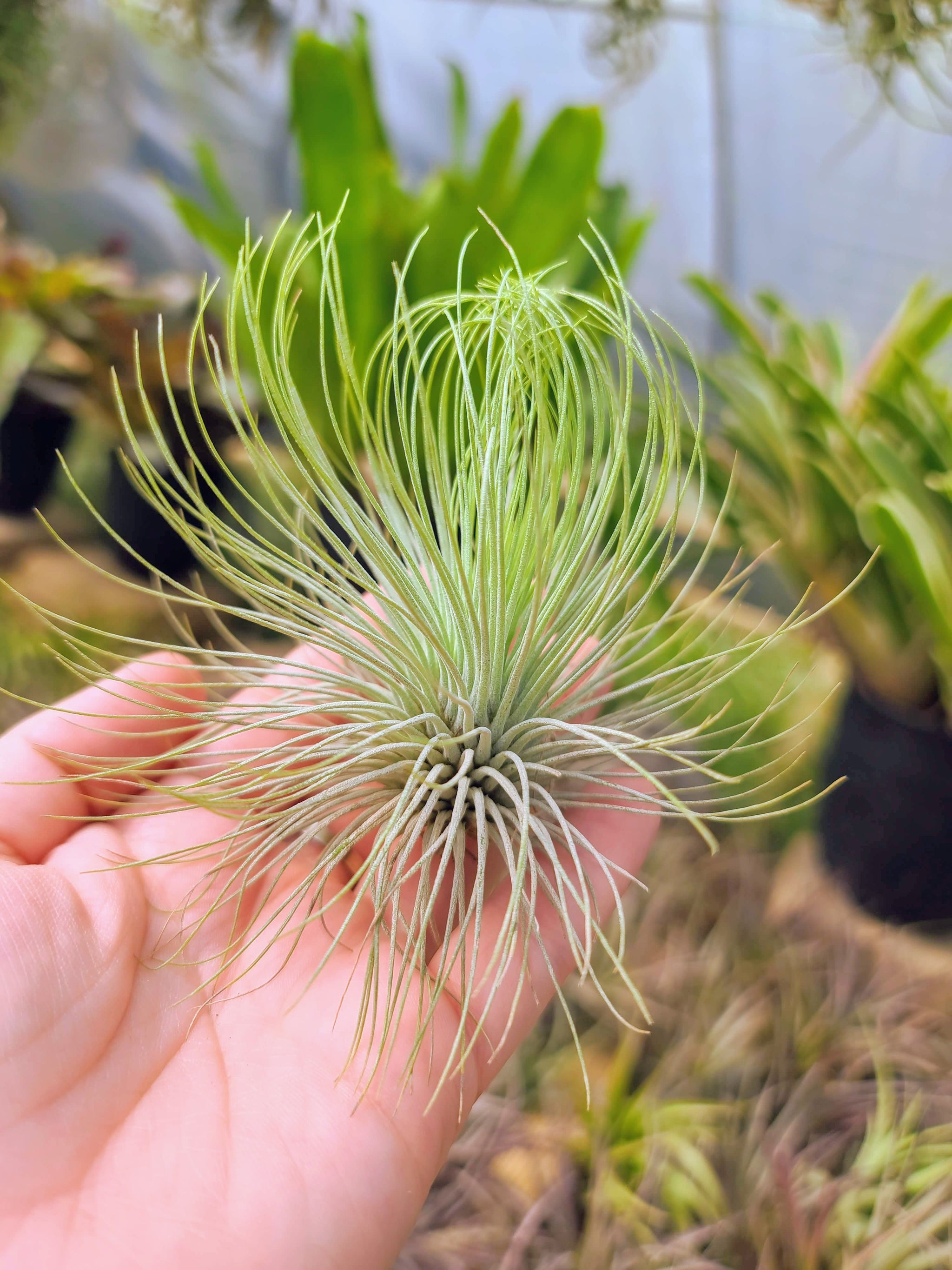 Sellers Choice - Andreana Hyrbid