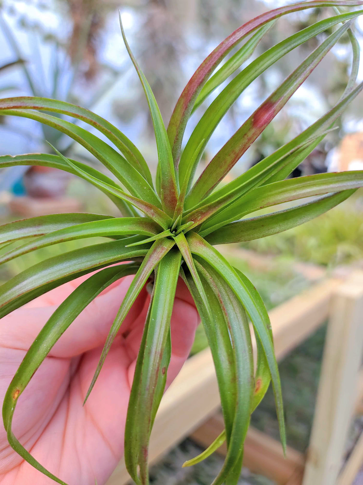 Sellers Choice - Brachycaulos Select