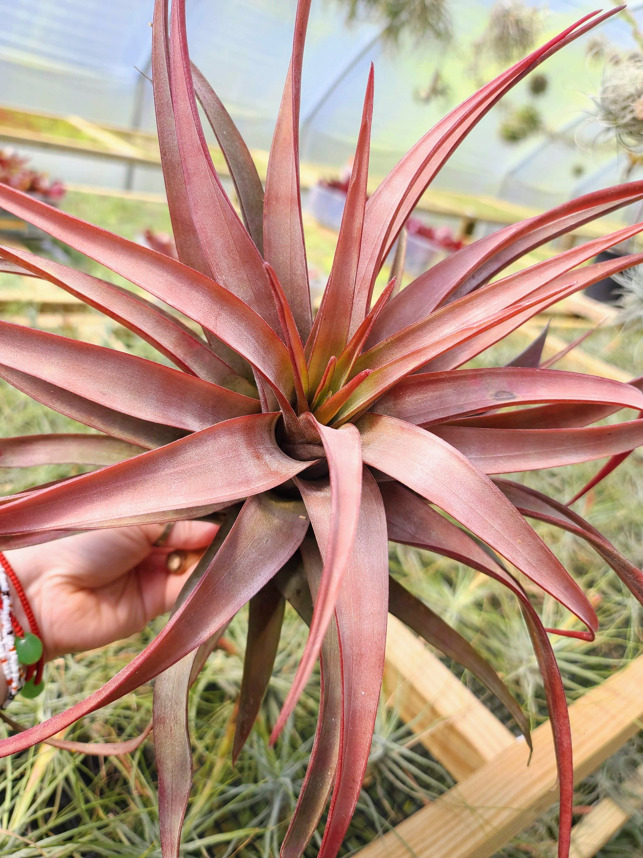 Sellers Choice - Novakki Air Plant