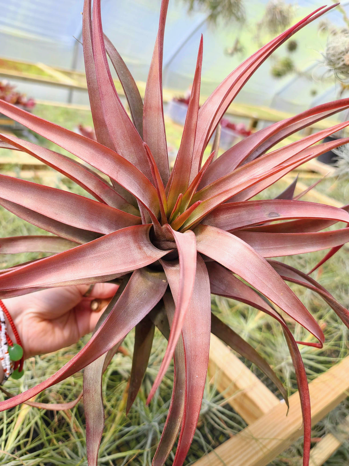 Sellers Choice - Novakki Air Plant