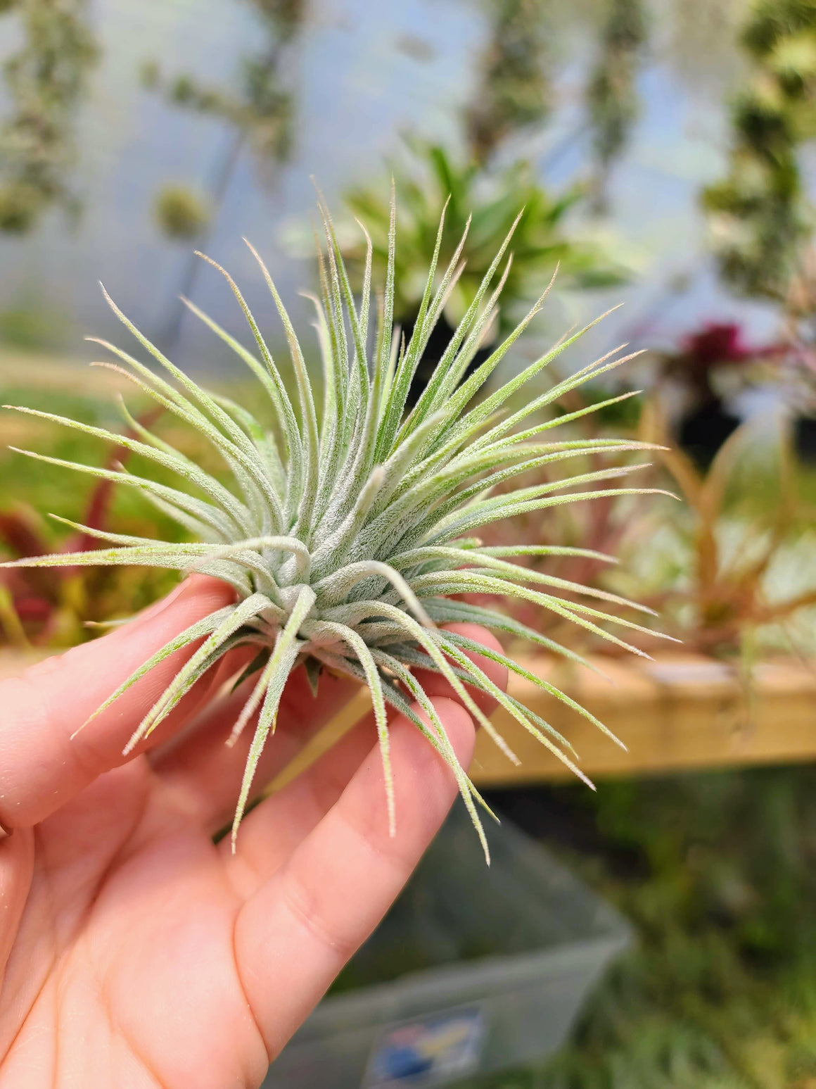 Sellers Choice - Ionantha