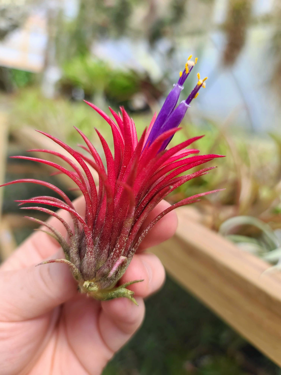 Sellers Choice - Fuego Full Color