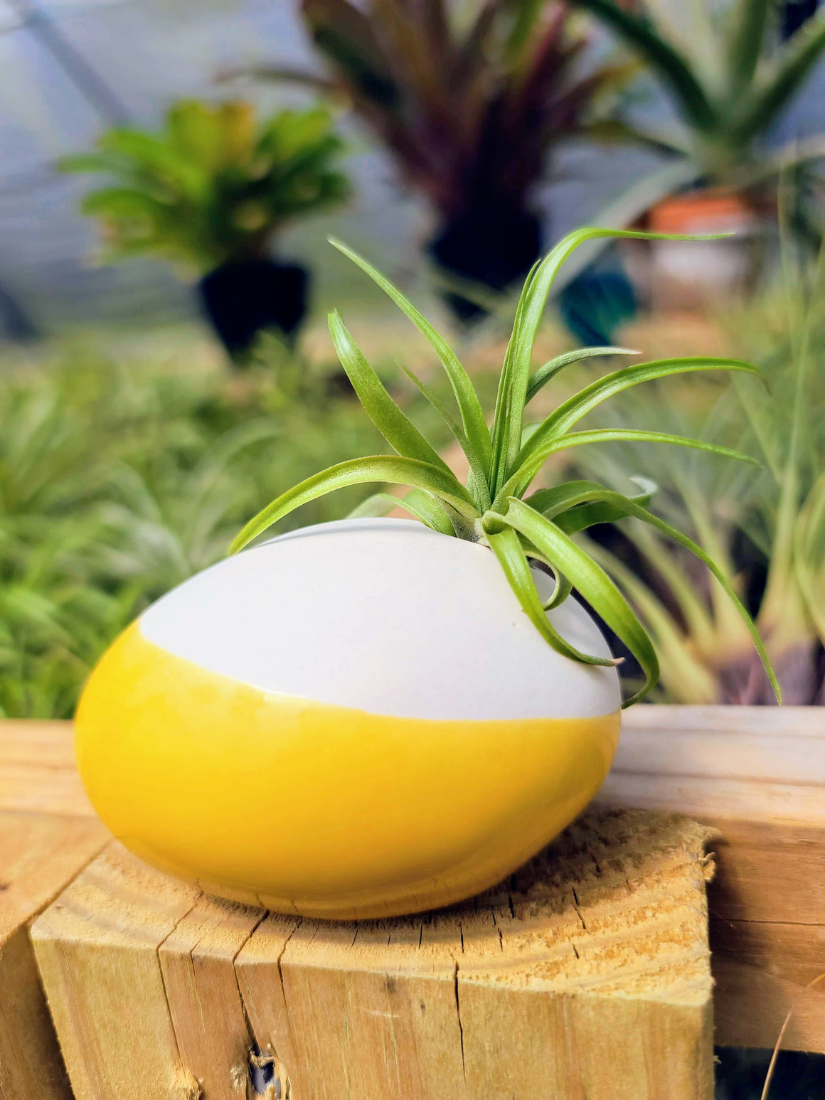 Ceramic Holder with Brachycaulos Select Air Plant