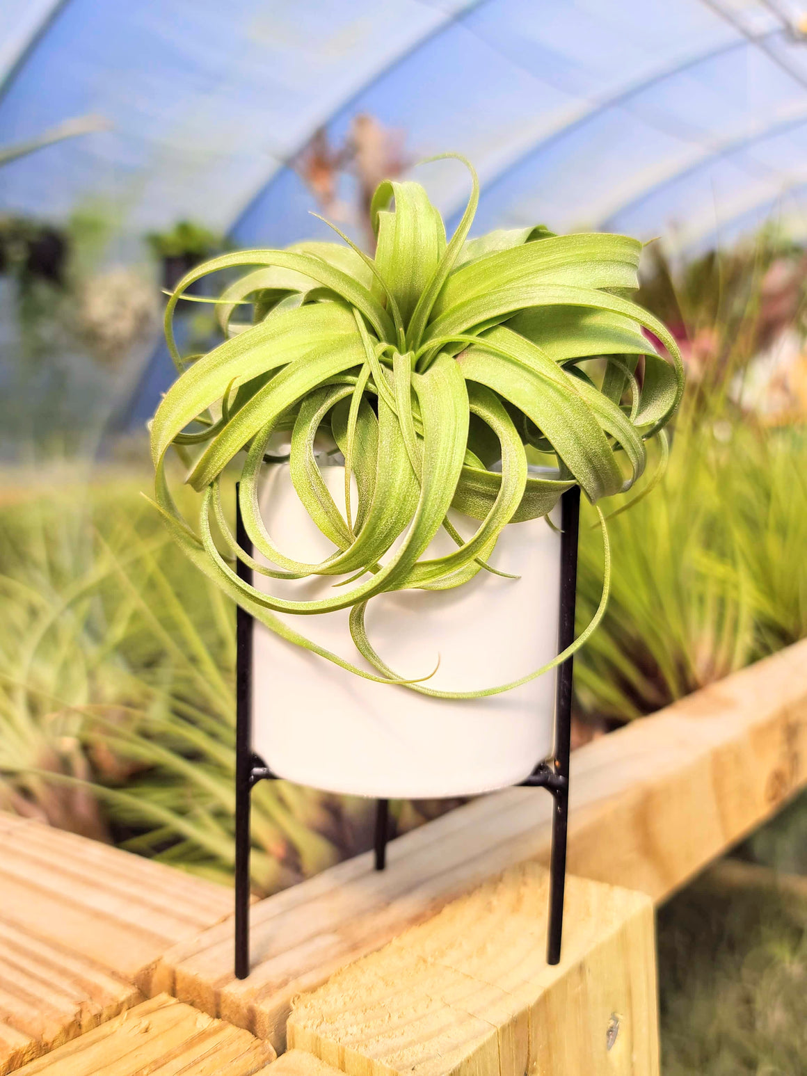 White Holder with Streptophylla Hybrid