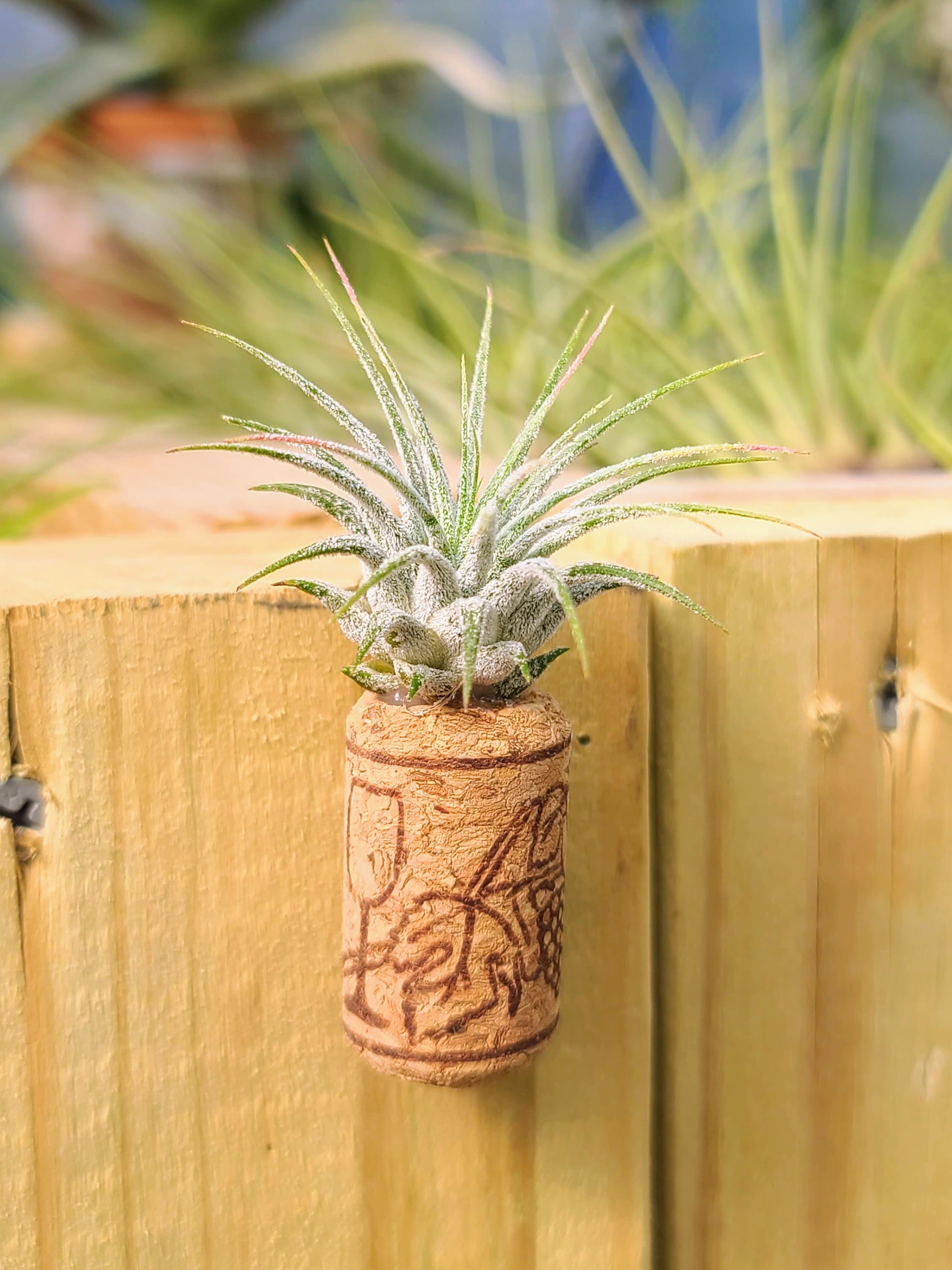 1 Magnetic Wine Cork + 1 Air Plant