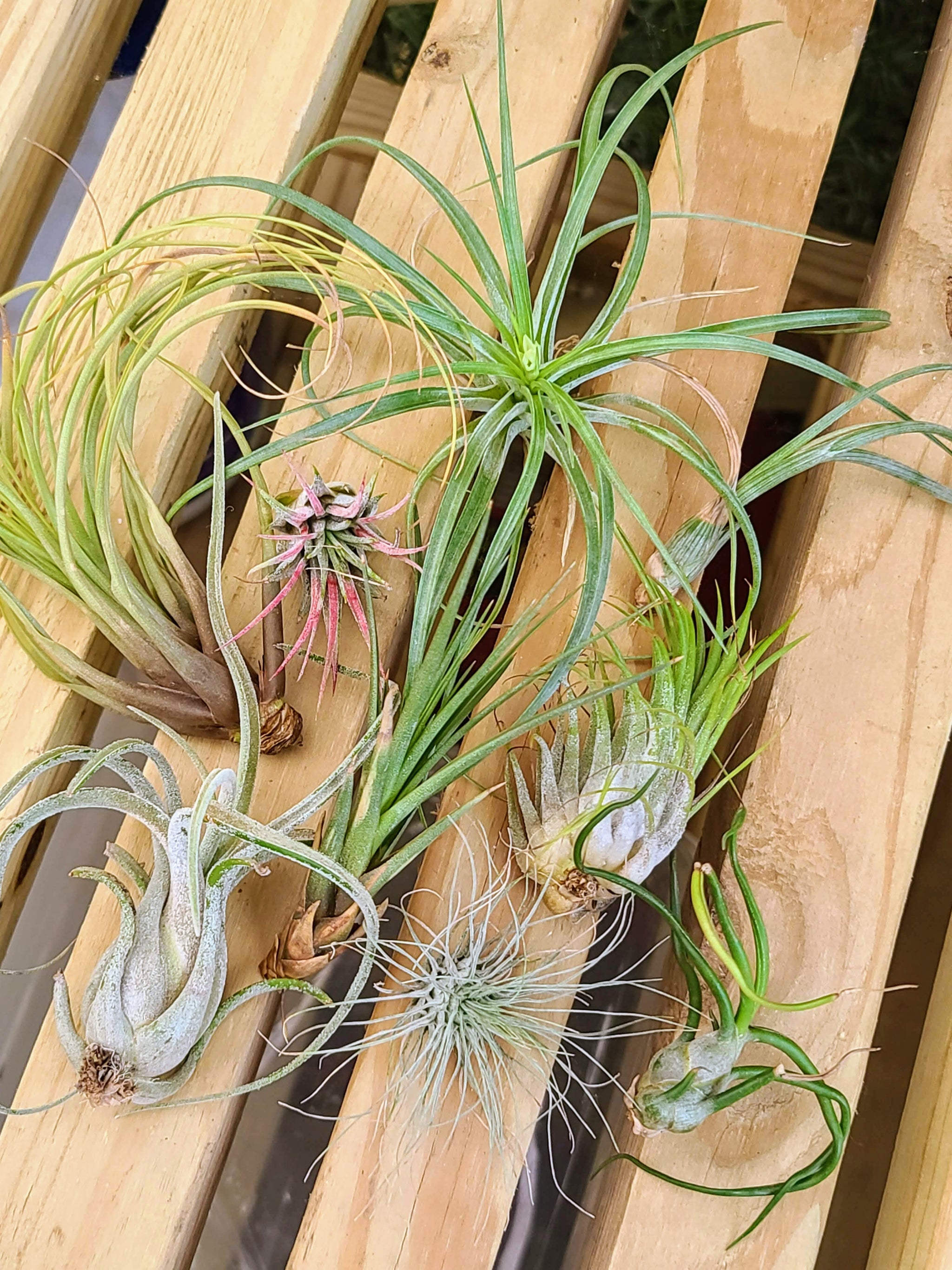 Less-Than-Perfect Air Plants