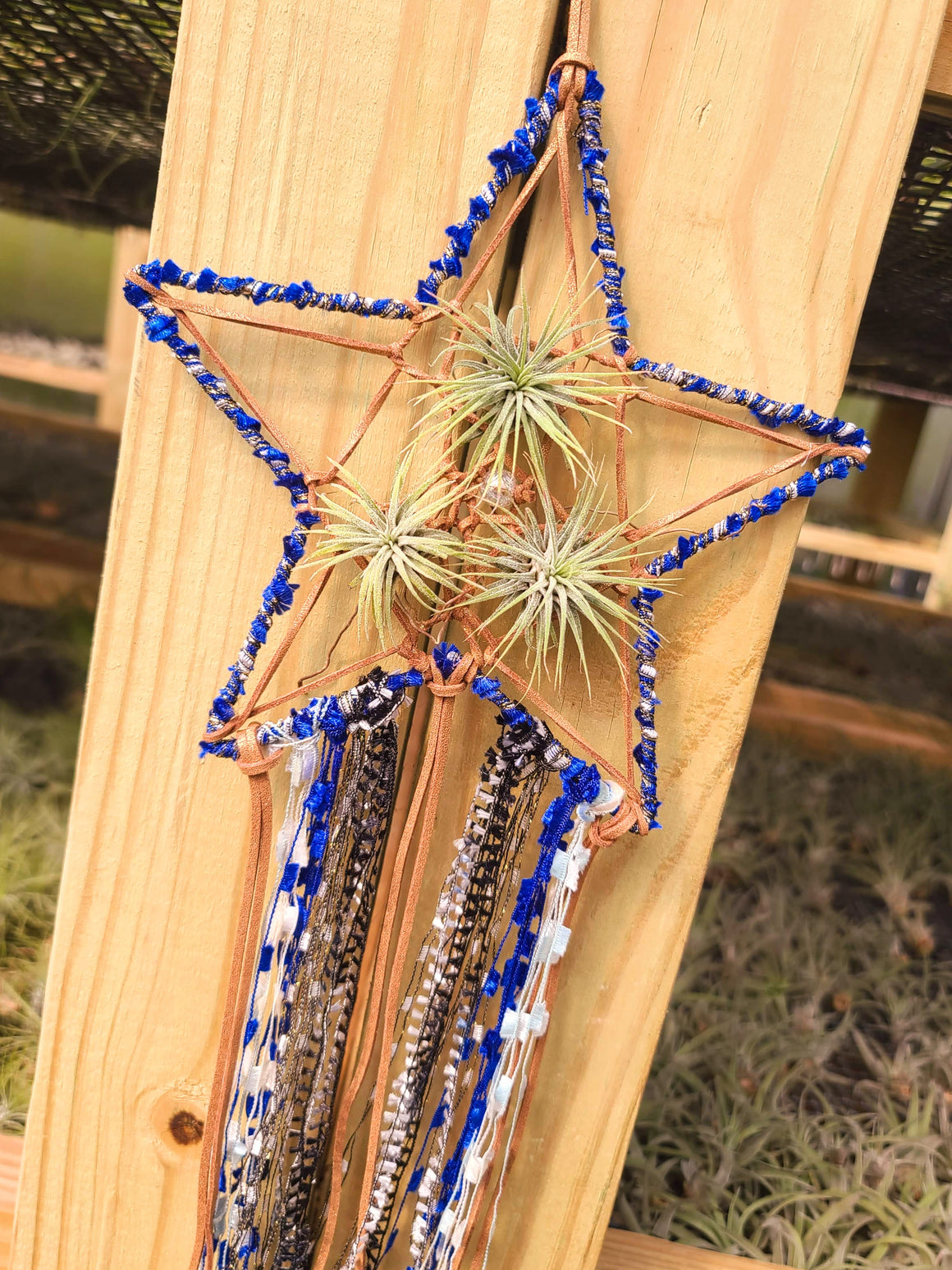 Star Dreamcatcher with 3 Ionantha Air Plants