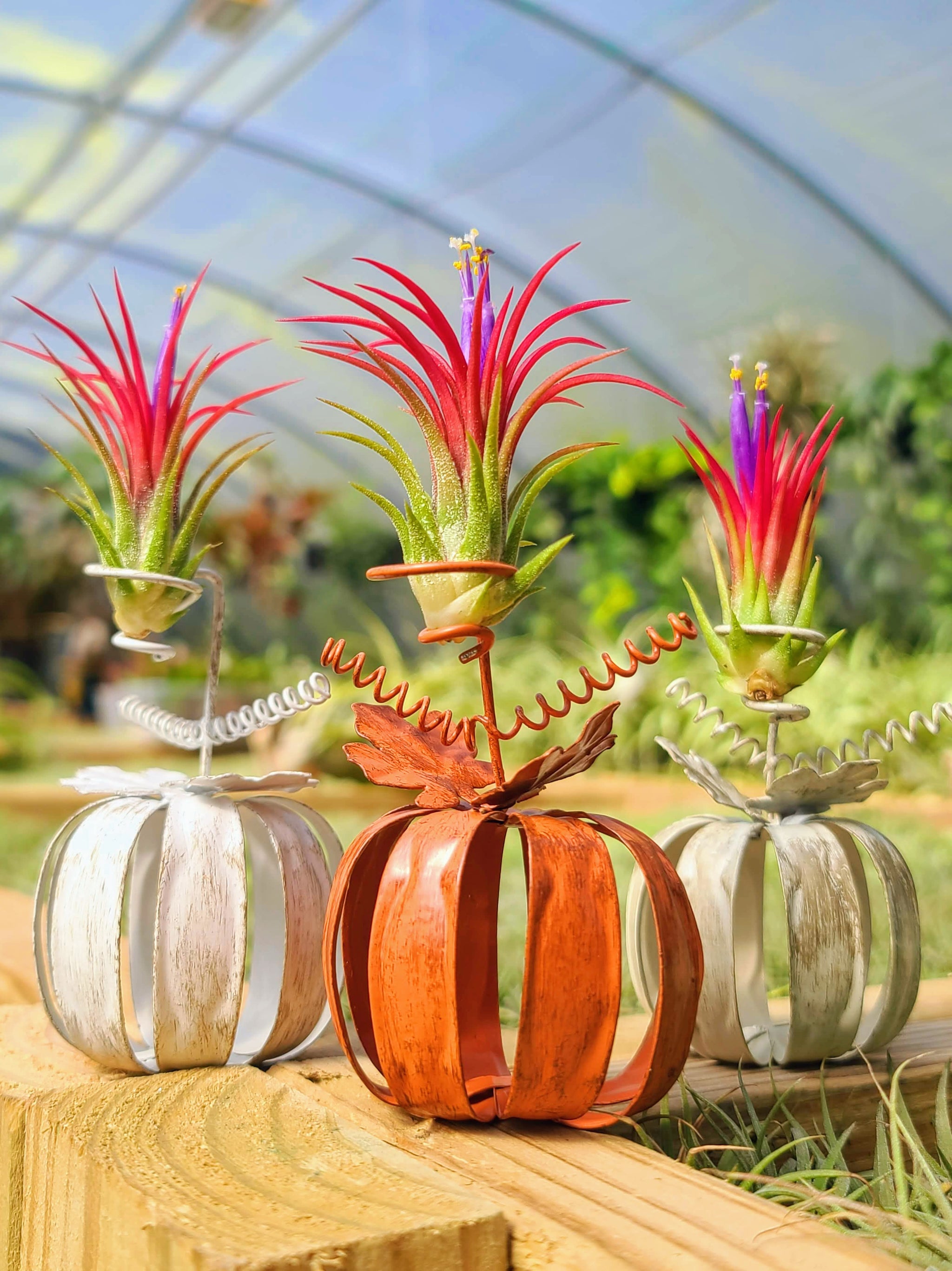 Metal Pumpkin Holder w/ Fuego