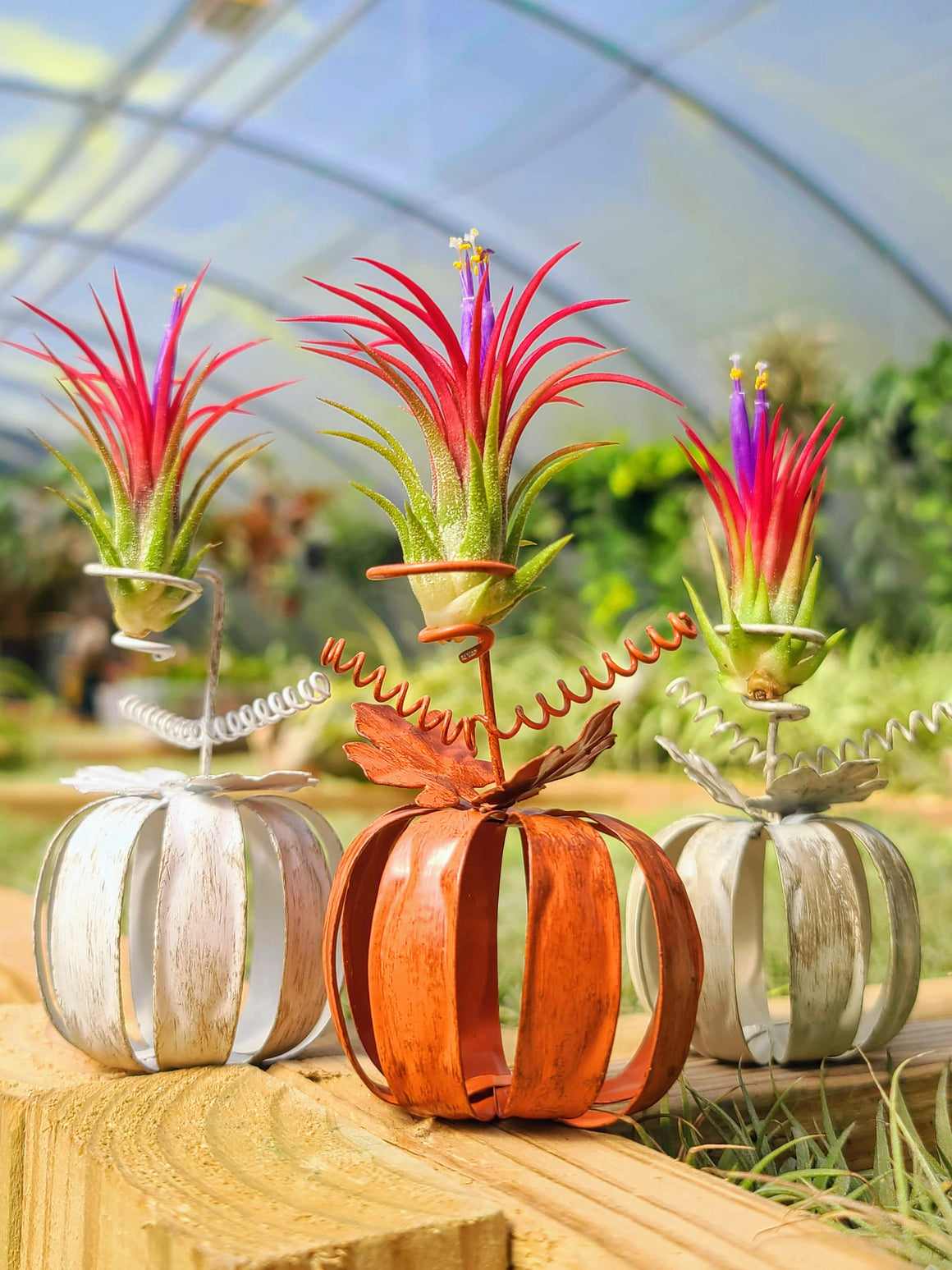 Metal Pumpkin Holder w/ Fuego