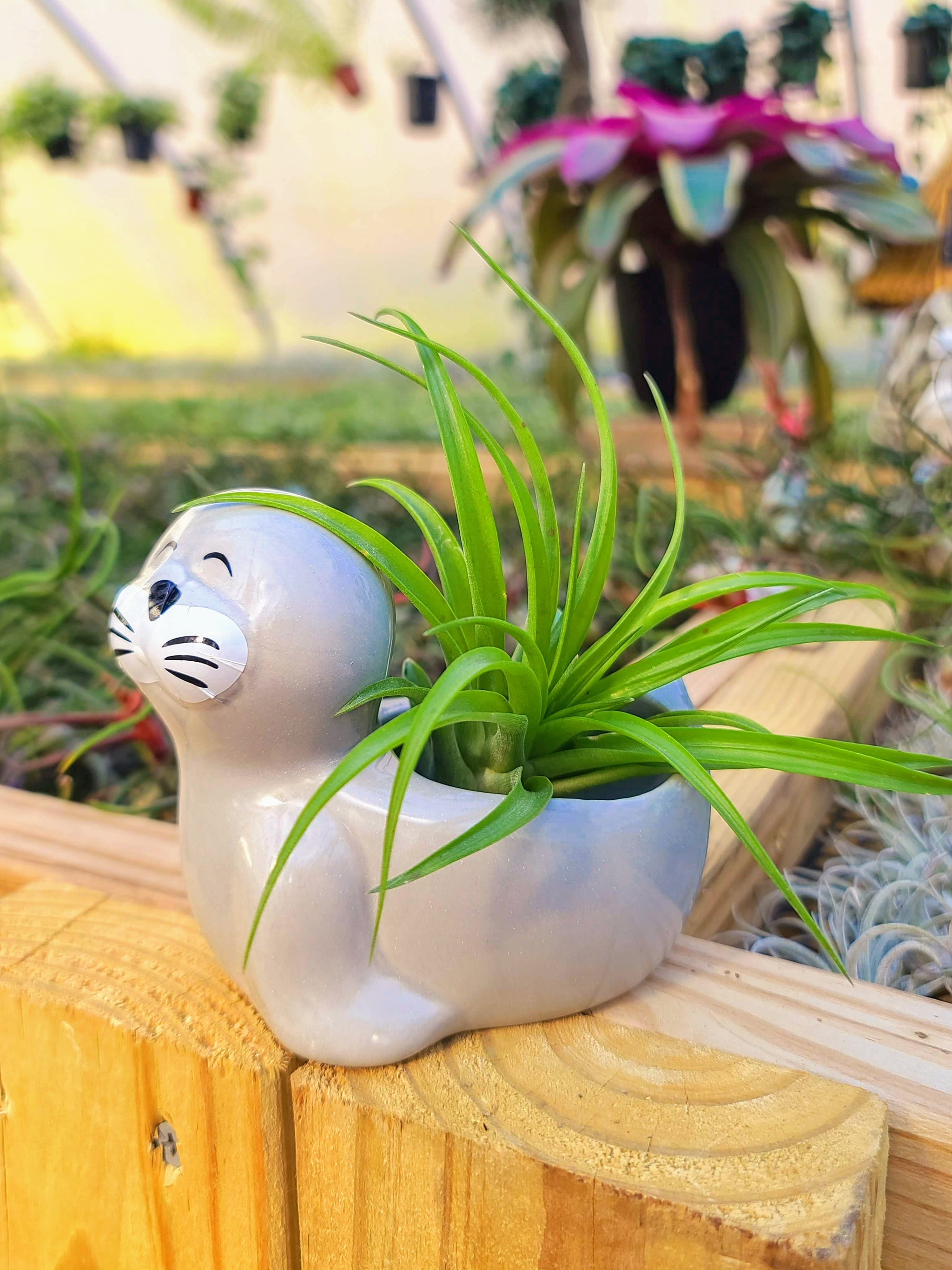 Ceramic Seal Holder with Brachycaulos Air Plant