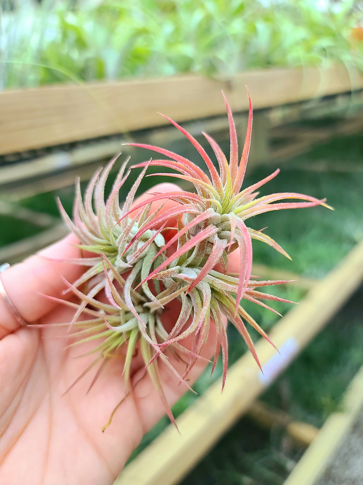 Sellers Choice - Small Ionantha Mexican