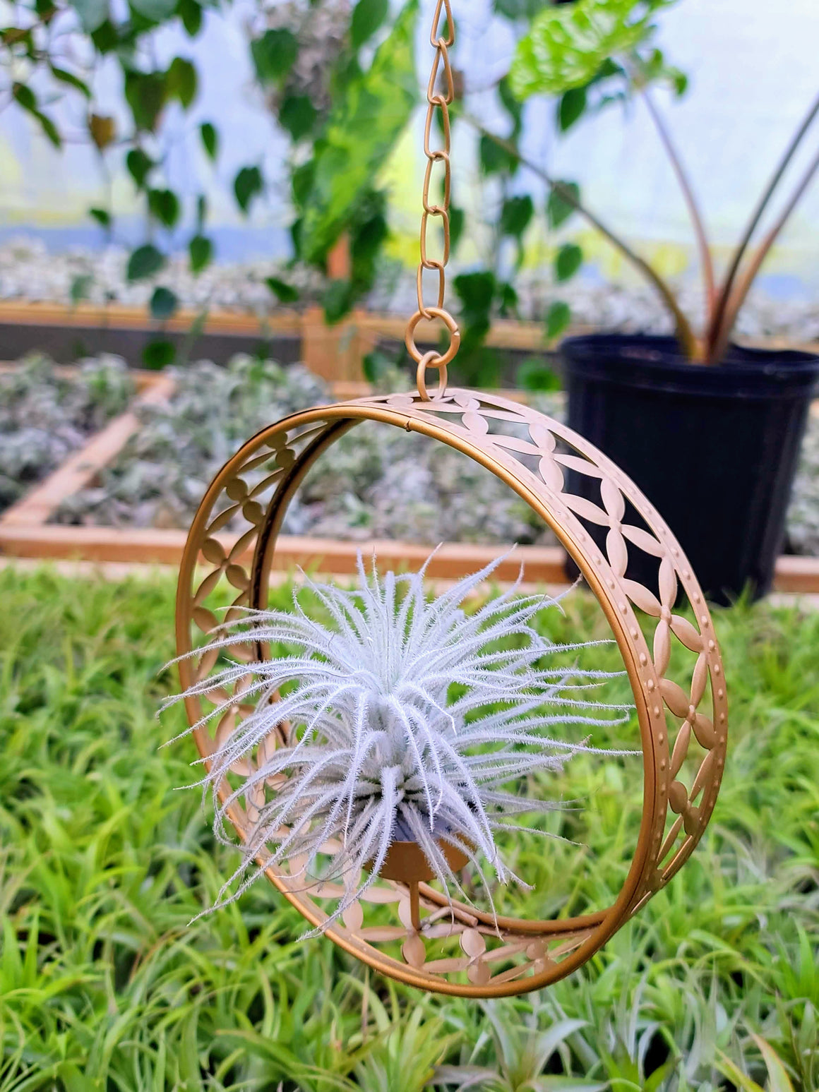 Goddess Ring Holder with Tectorum Air Plant