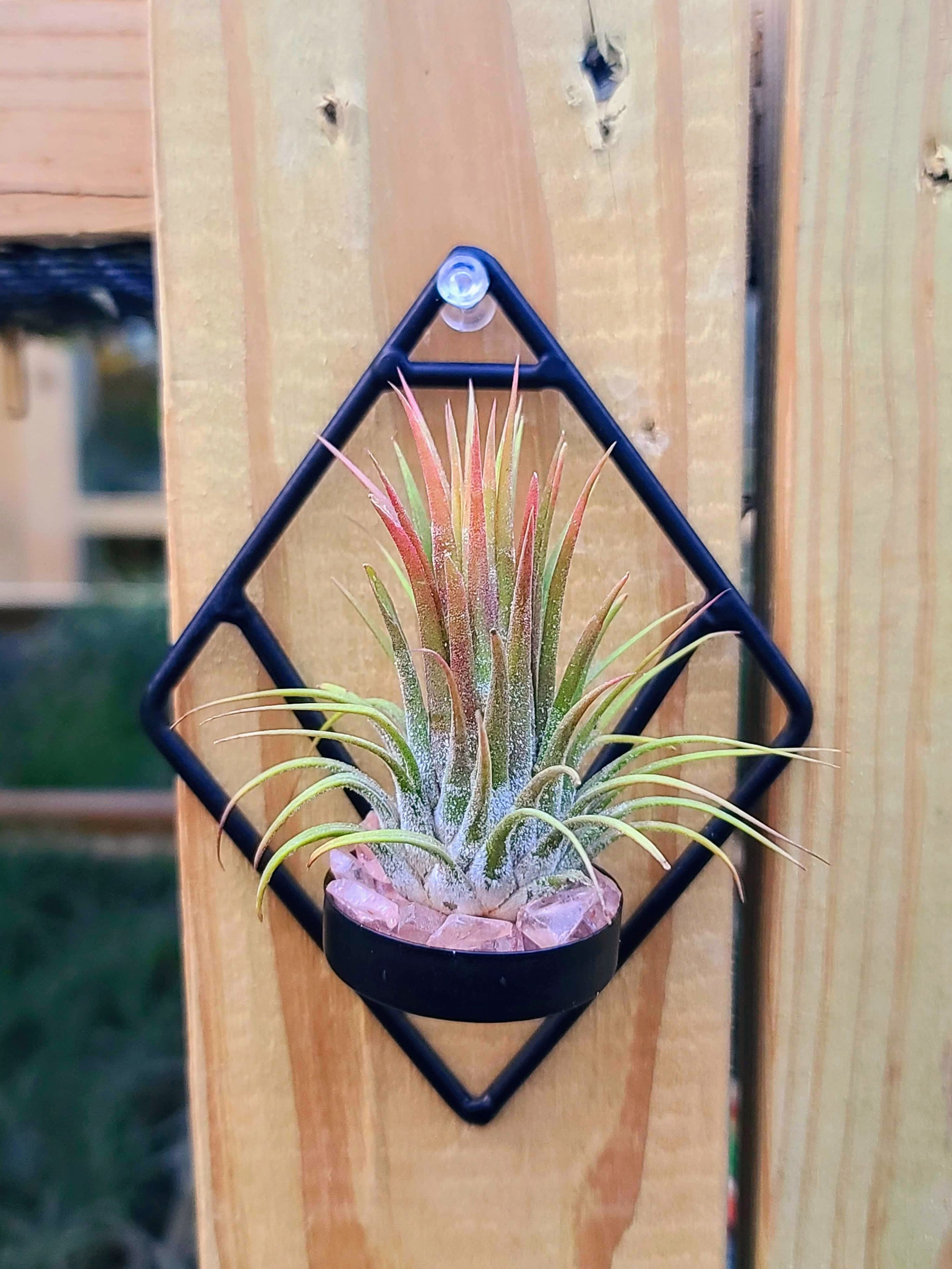 Black Geometric Wall Holder w/ Air Plant