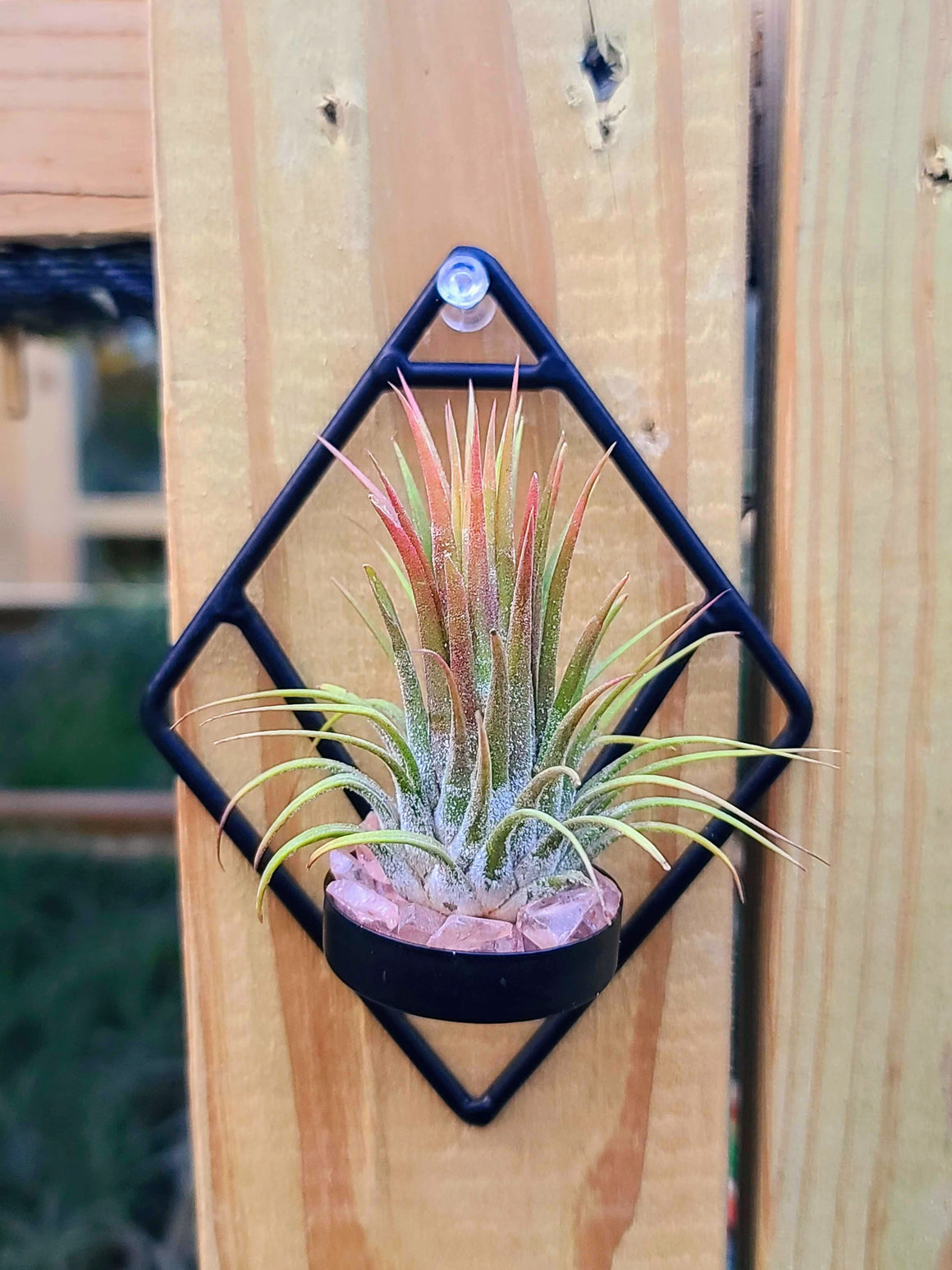 Black Geometric Wall Holder w/ Air Plant
