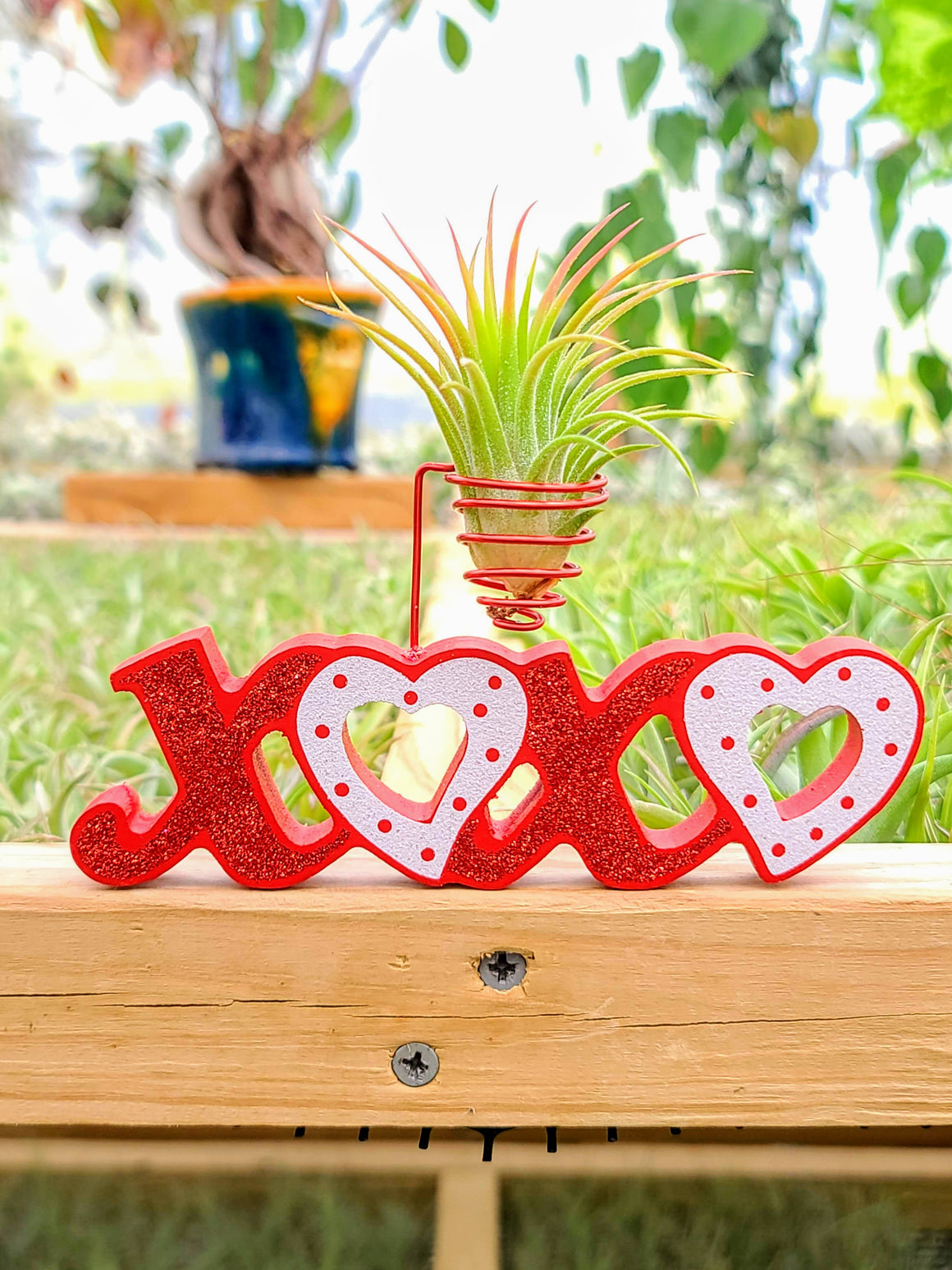 Valentine's Day XOXO Sign Air Plant Holder