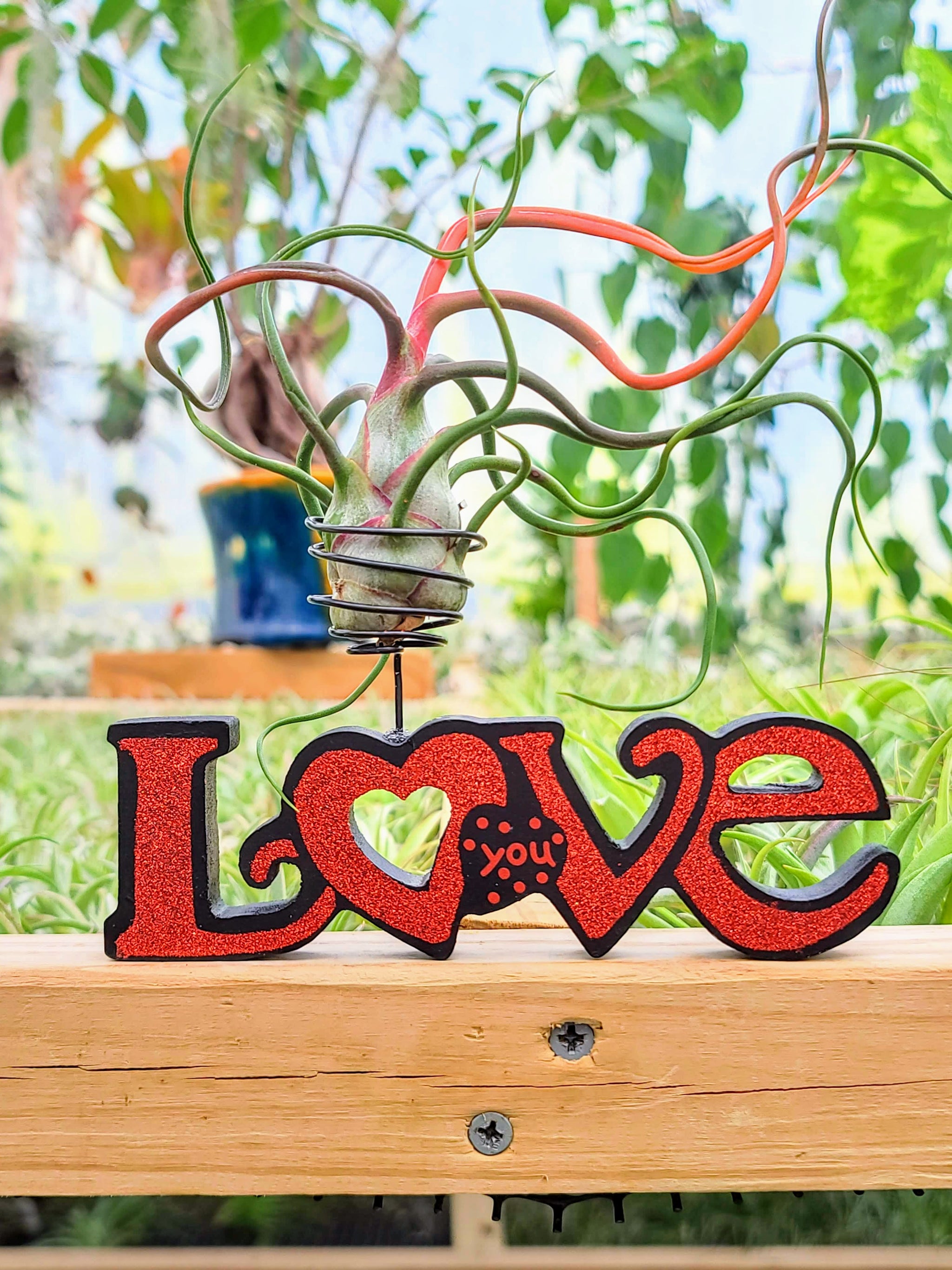 Valentine's Day Love Sign Air Plant Holder