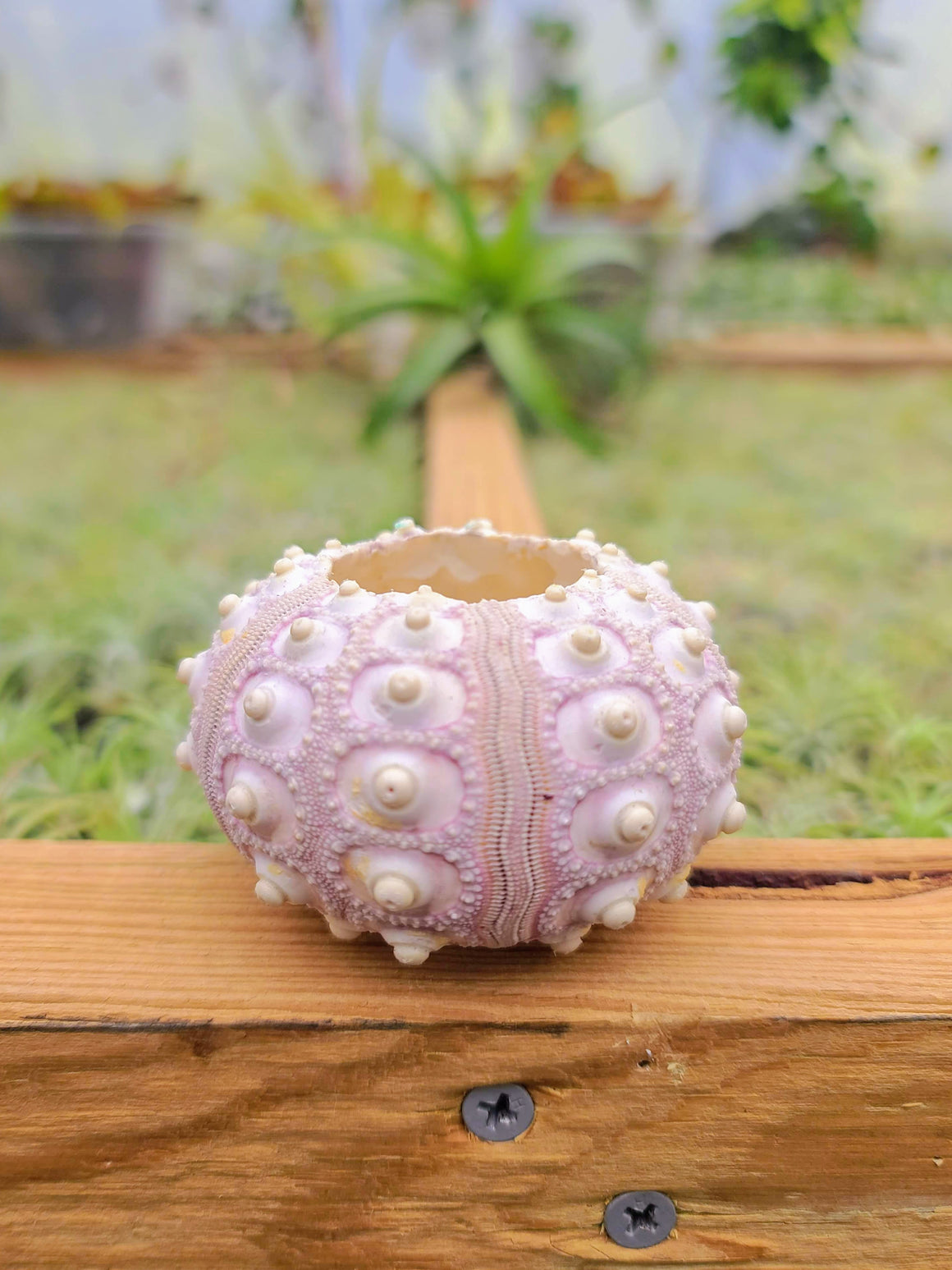 Large Purple Sputnik Sea Urchin